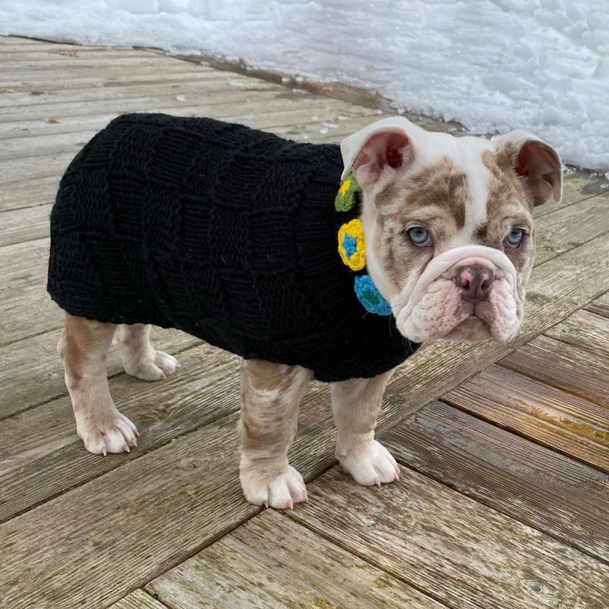 Puppy wearing a black sweater with colorful flowers on a wooden deck.