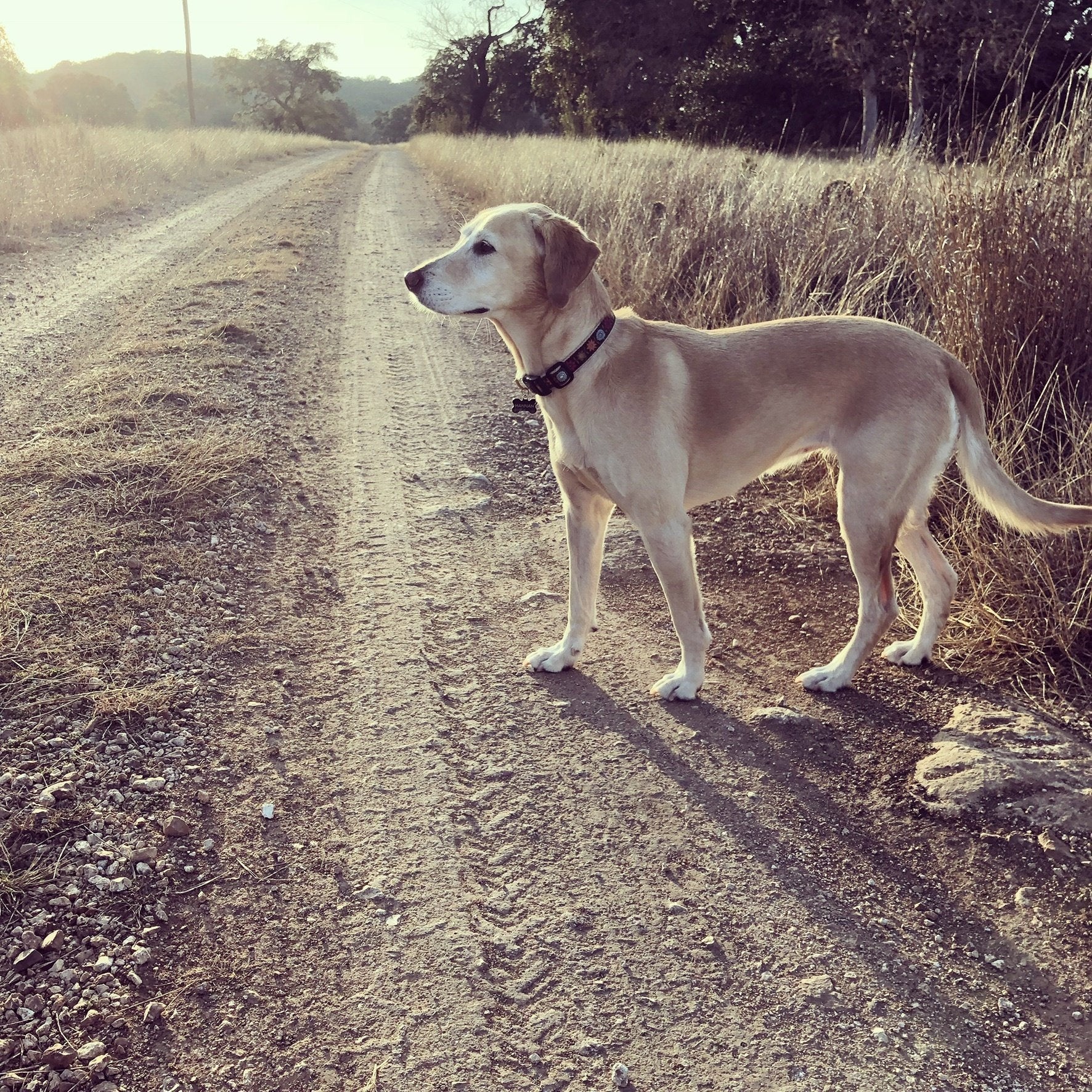 Bella Floral Dog Collar