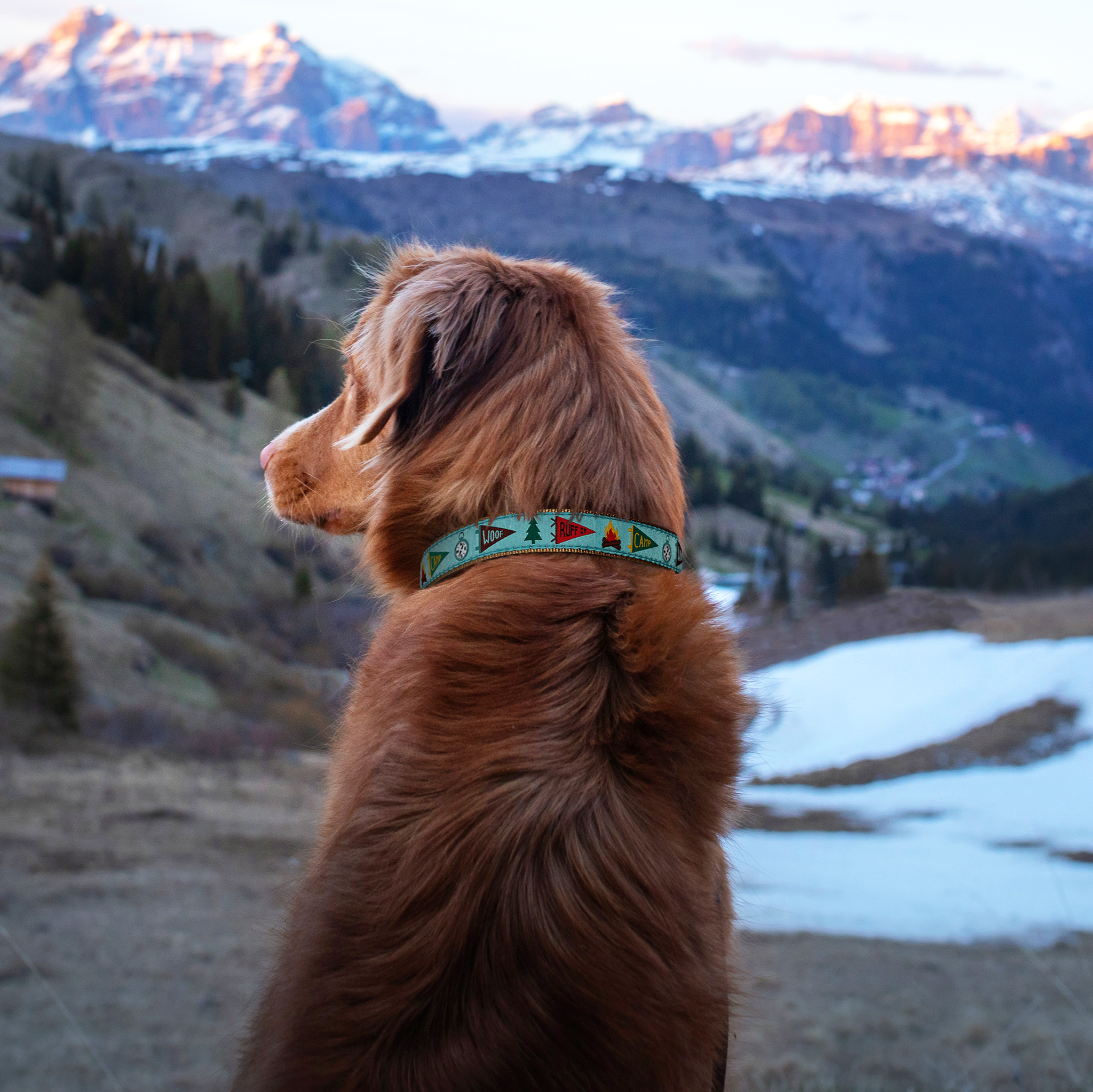 Camp Woof Wide Dog Collar