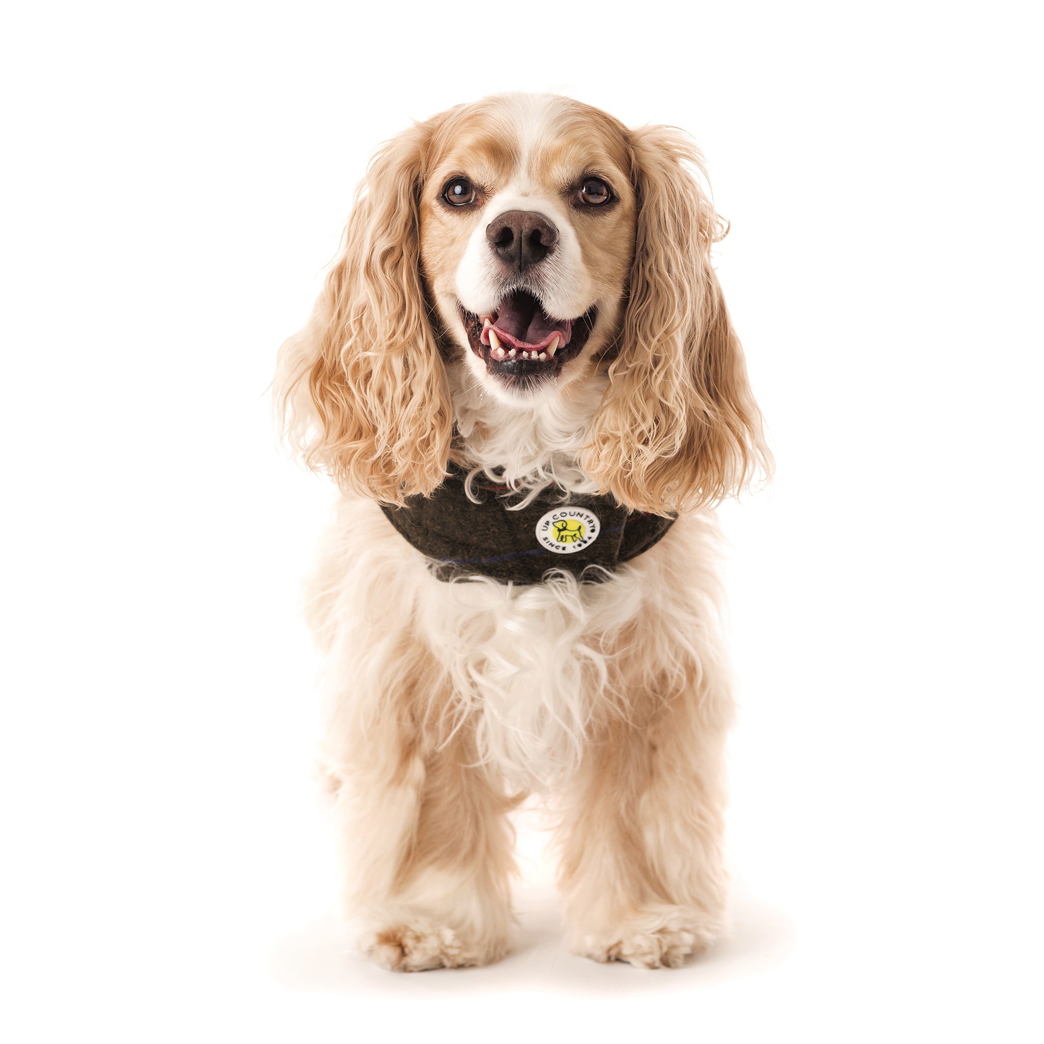 Dog wearing a black harness on a white background