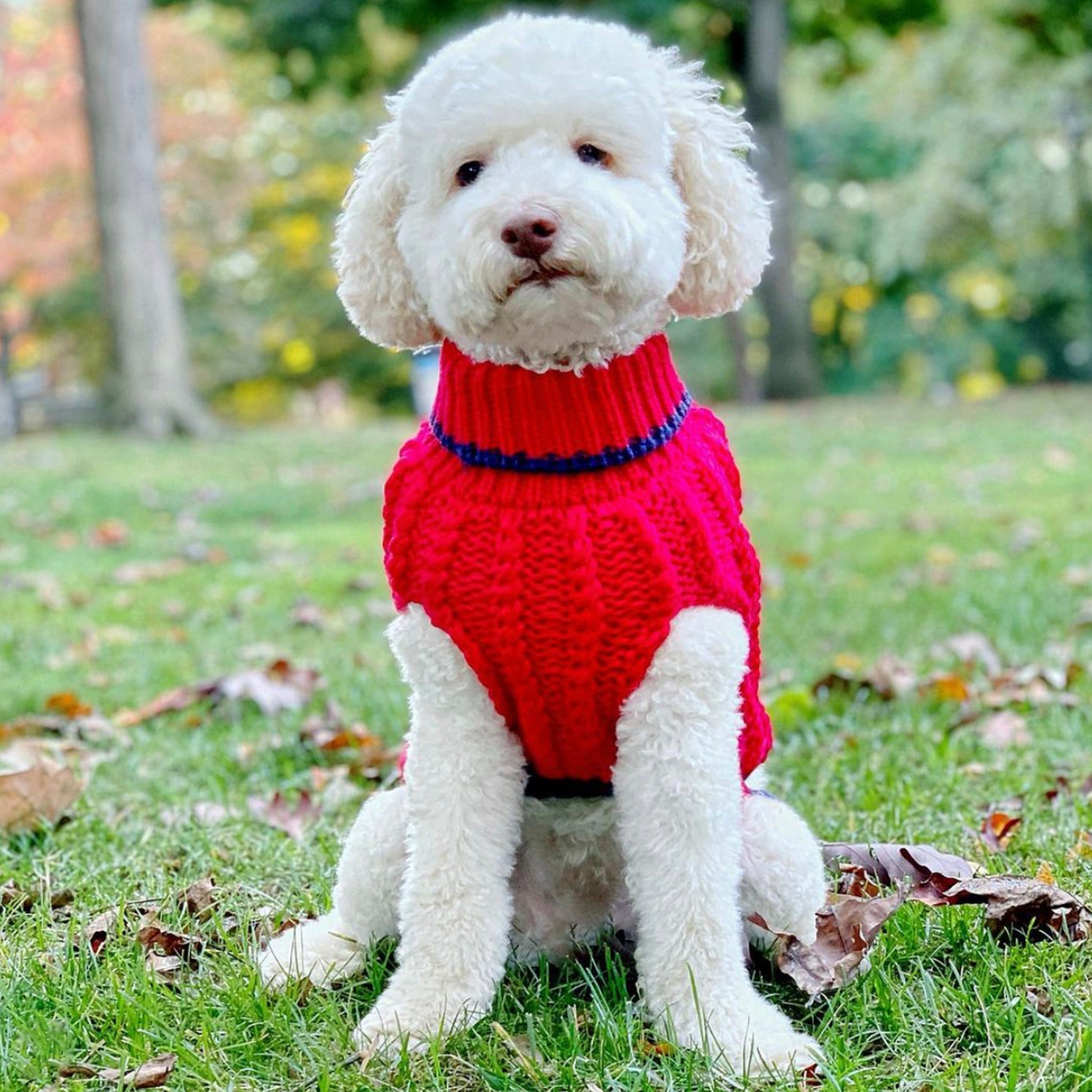 White dog wearing a red sweater sitting on grass with a blurred natural background