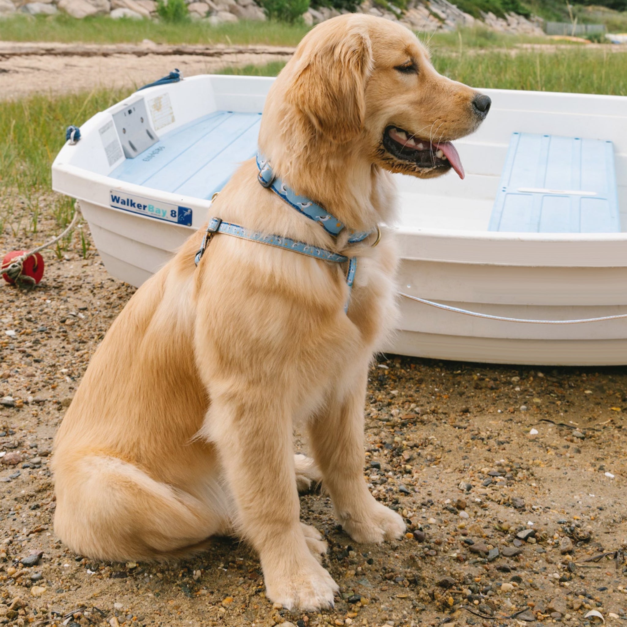 Gull Watch Dog Collar