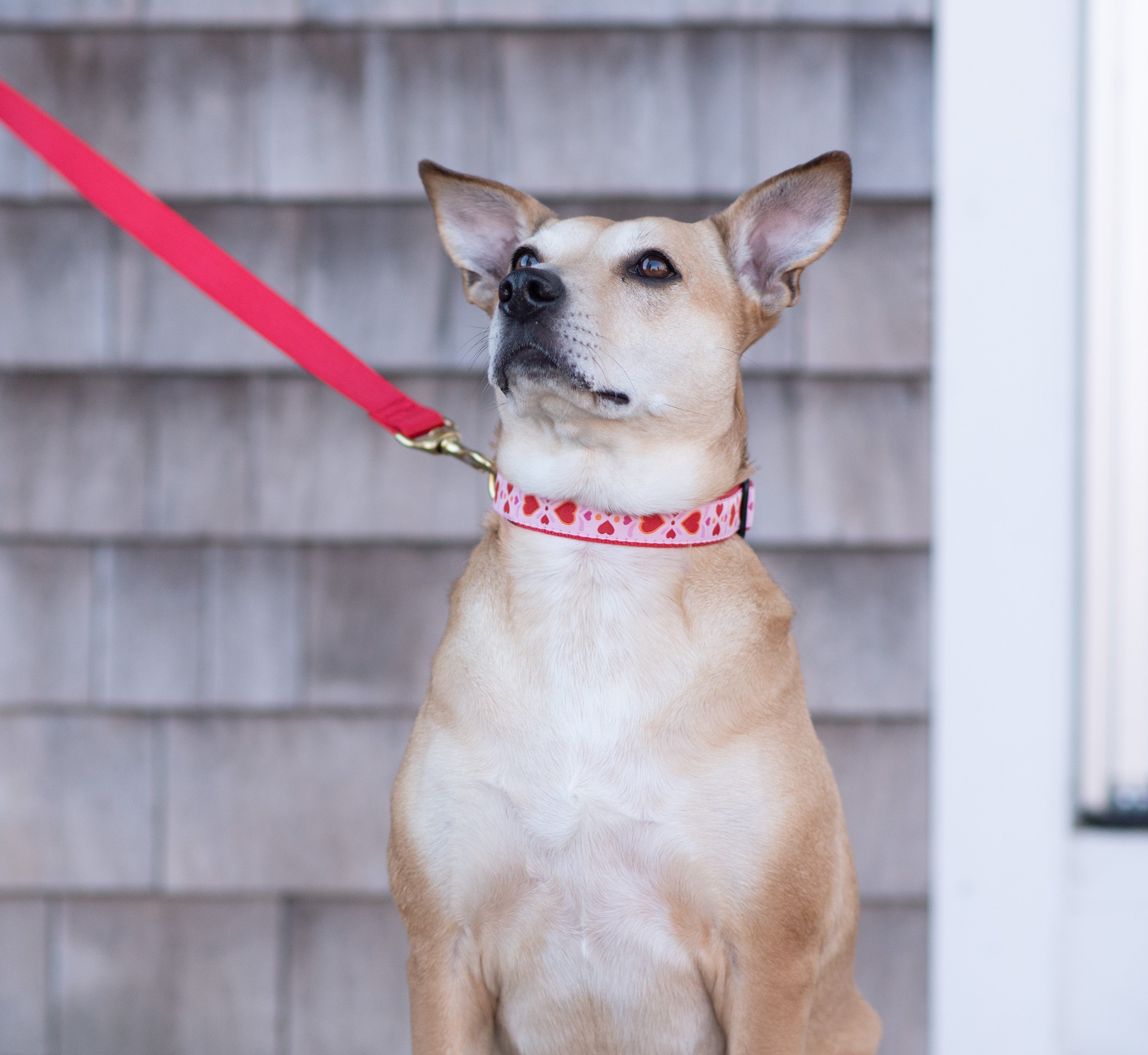 Heart to Heart Narrow Dog Collar