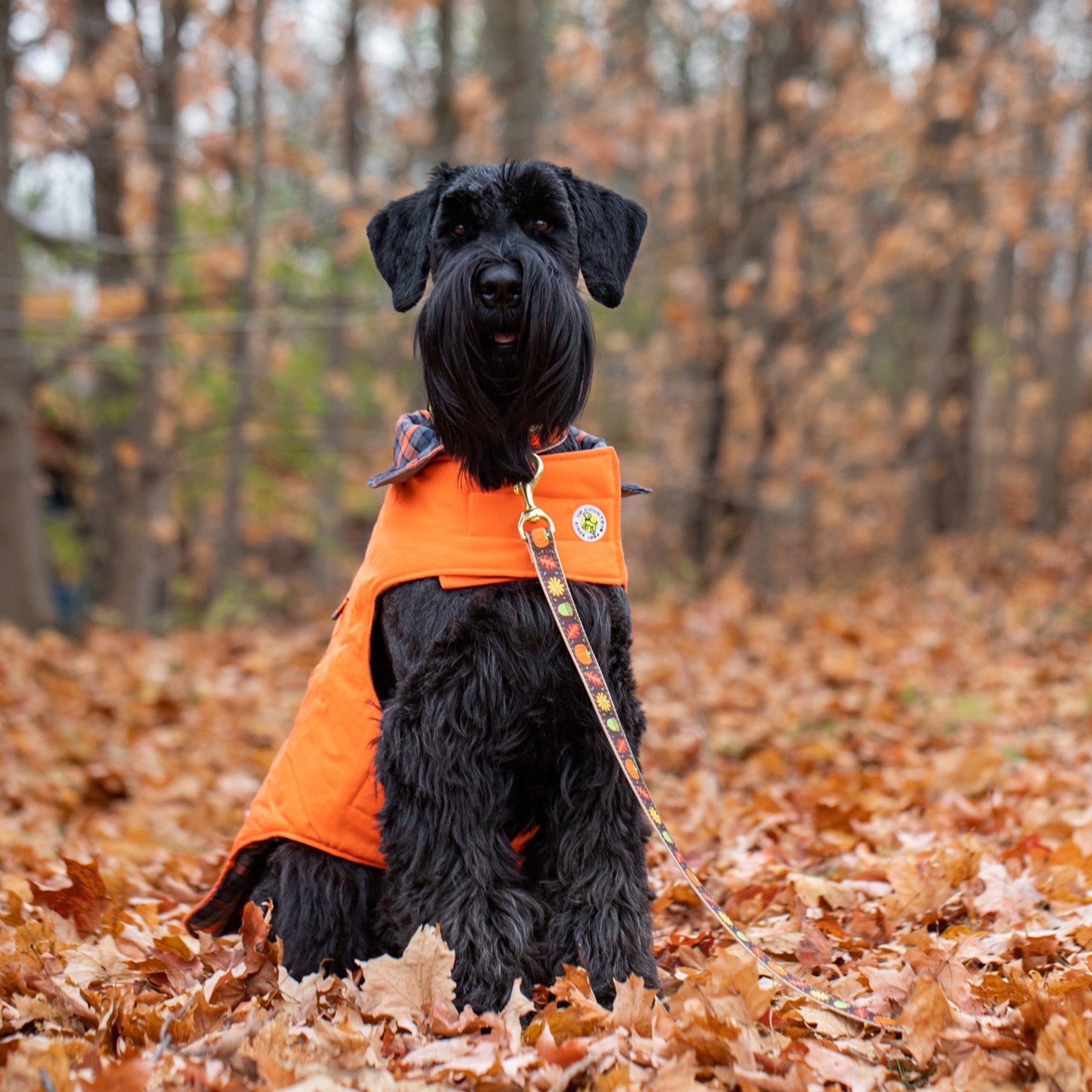 Black dog wearing an orange vest in a forest with autumn leaves