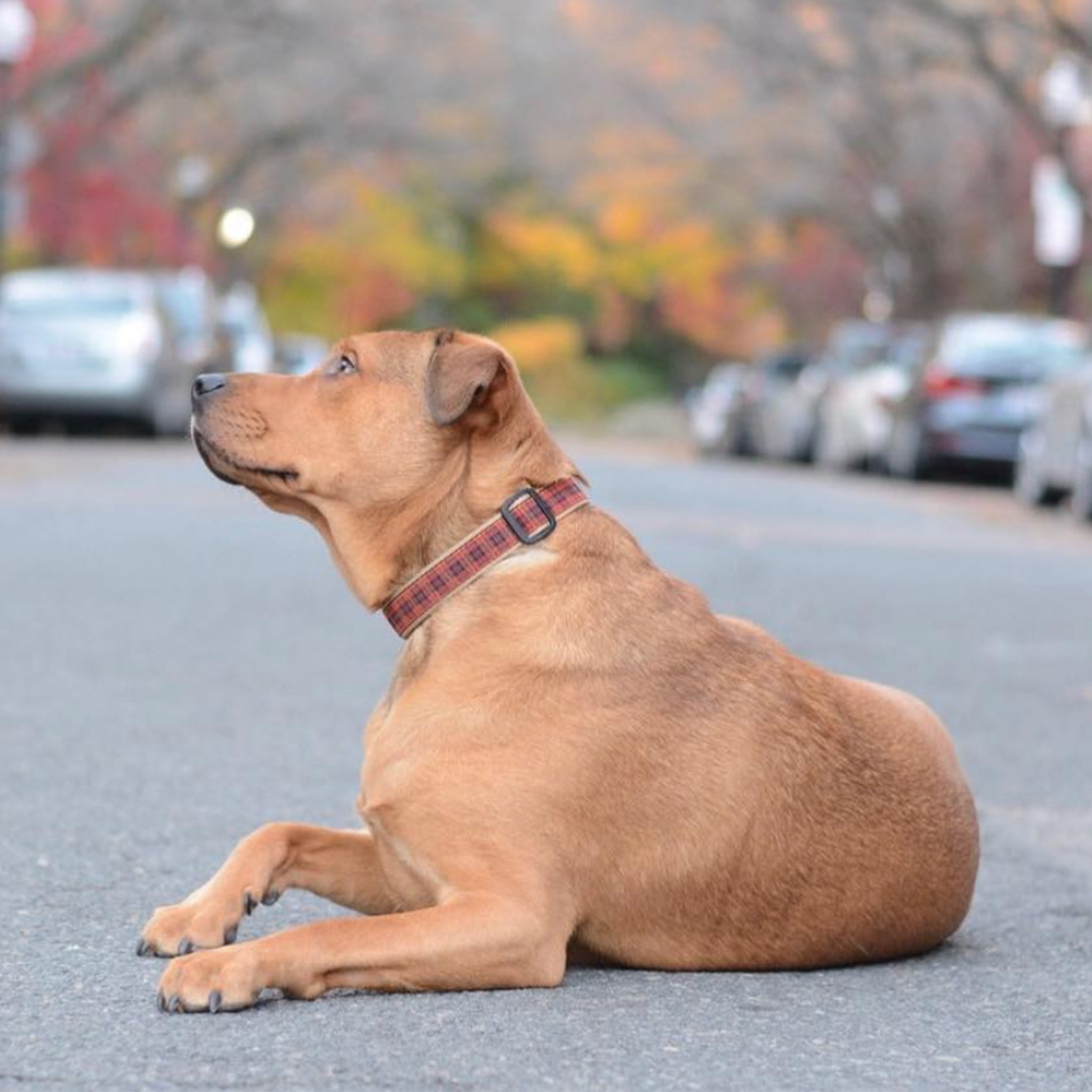 New Red Plaid Up Country Dog Collar on a Brown Dog Laying in the road