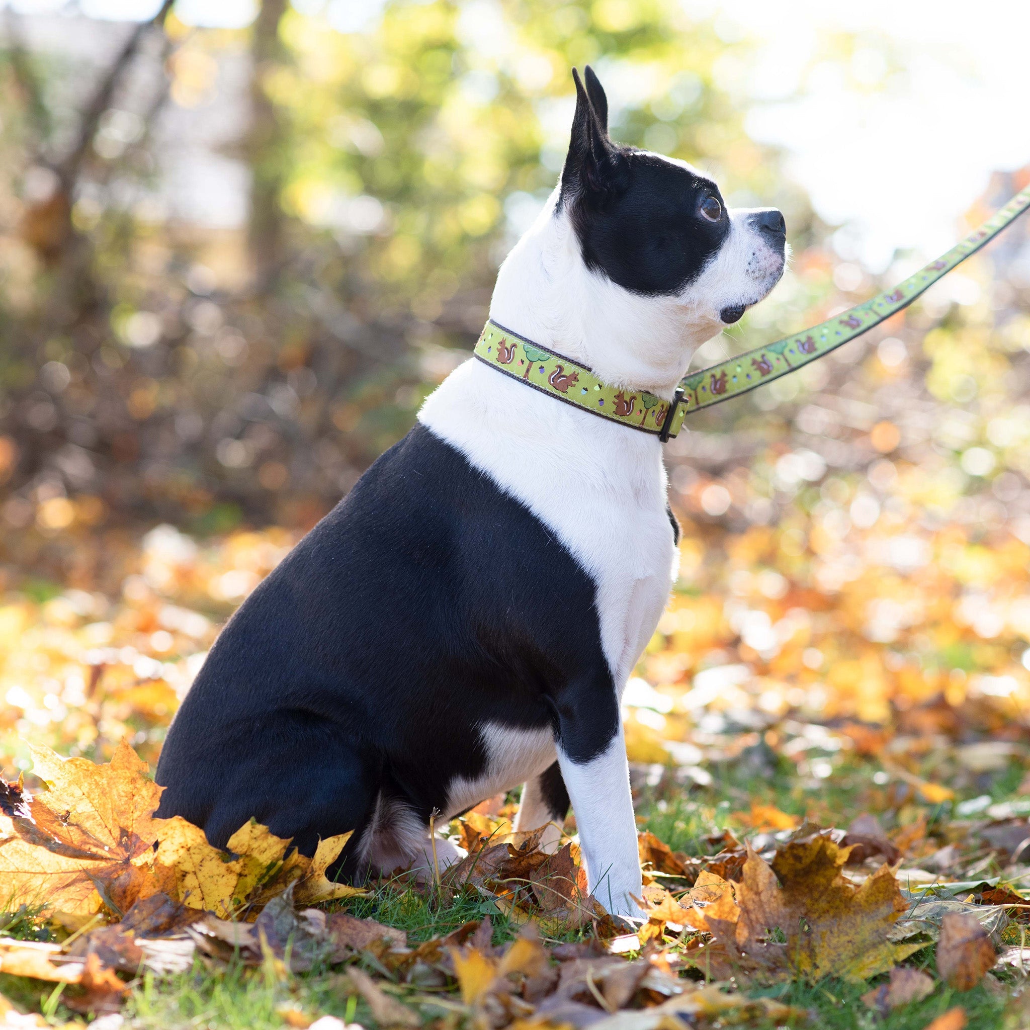 Black and white dog on a leash in an autumn setting with leaves and blurred trees in the background