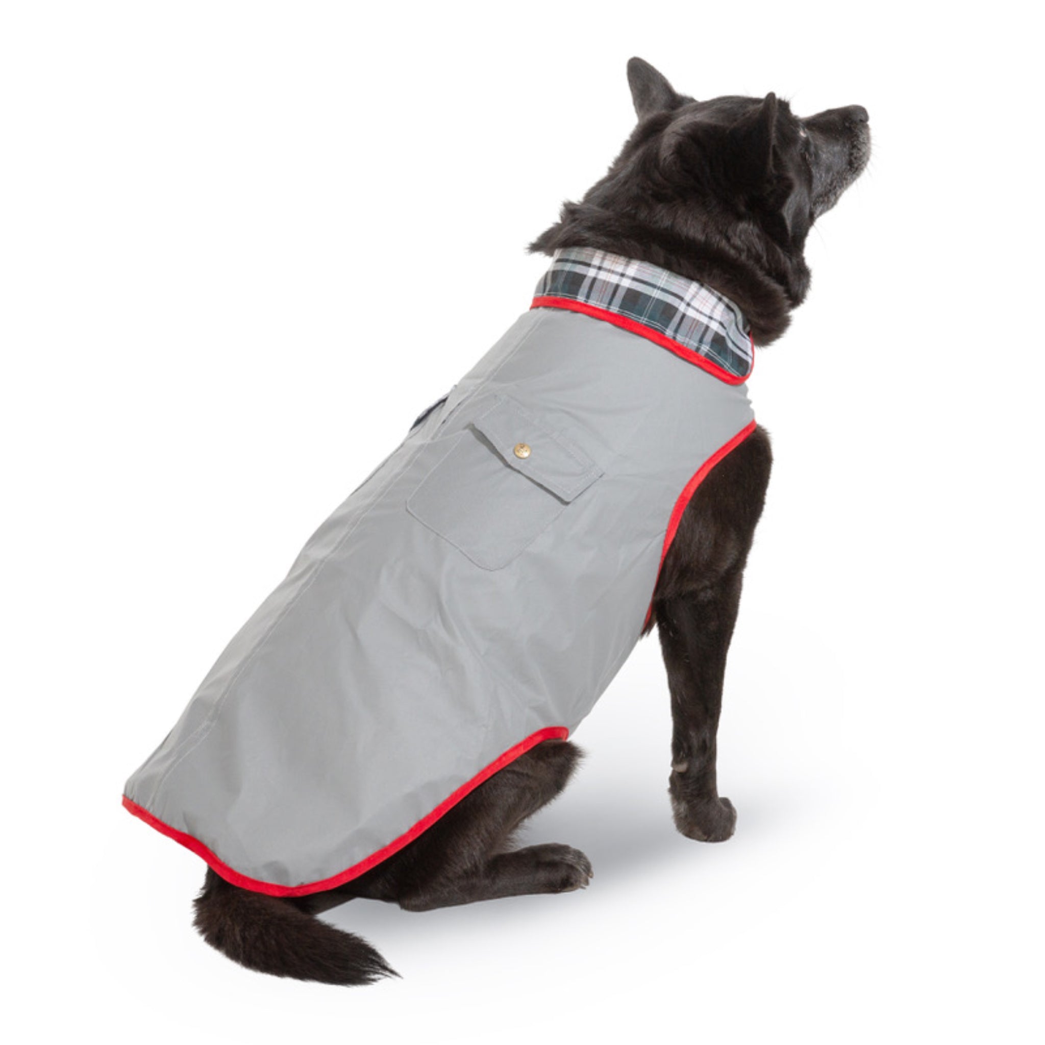 Dog wearing a gray coat with plaid collar on a white background