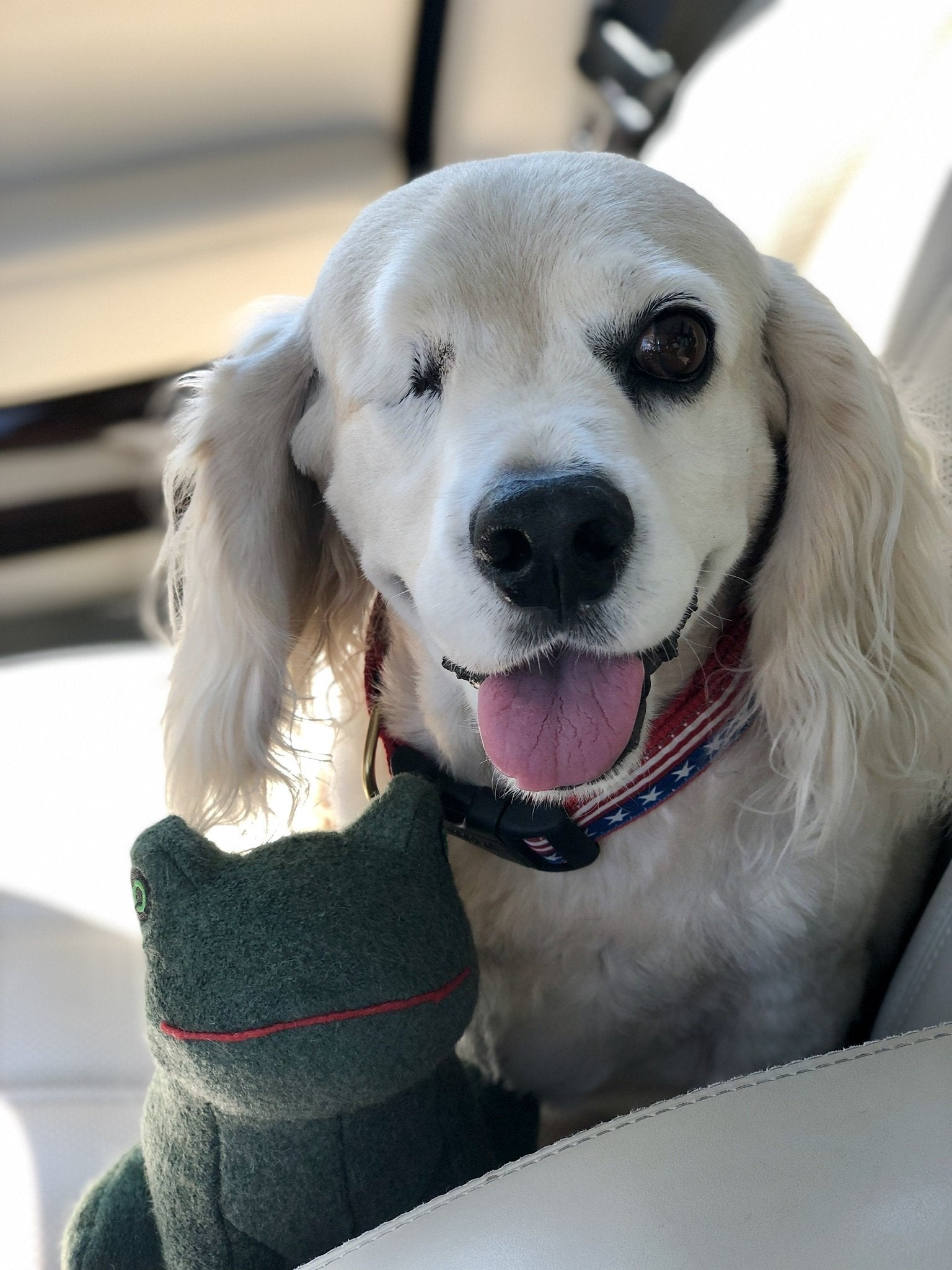 Stars and Stripes Dog Collar