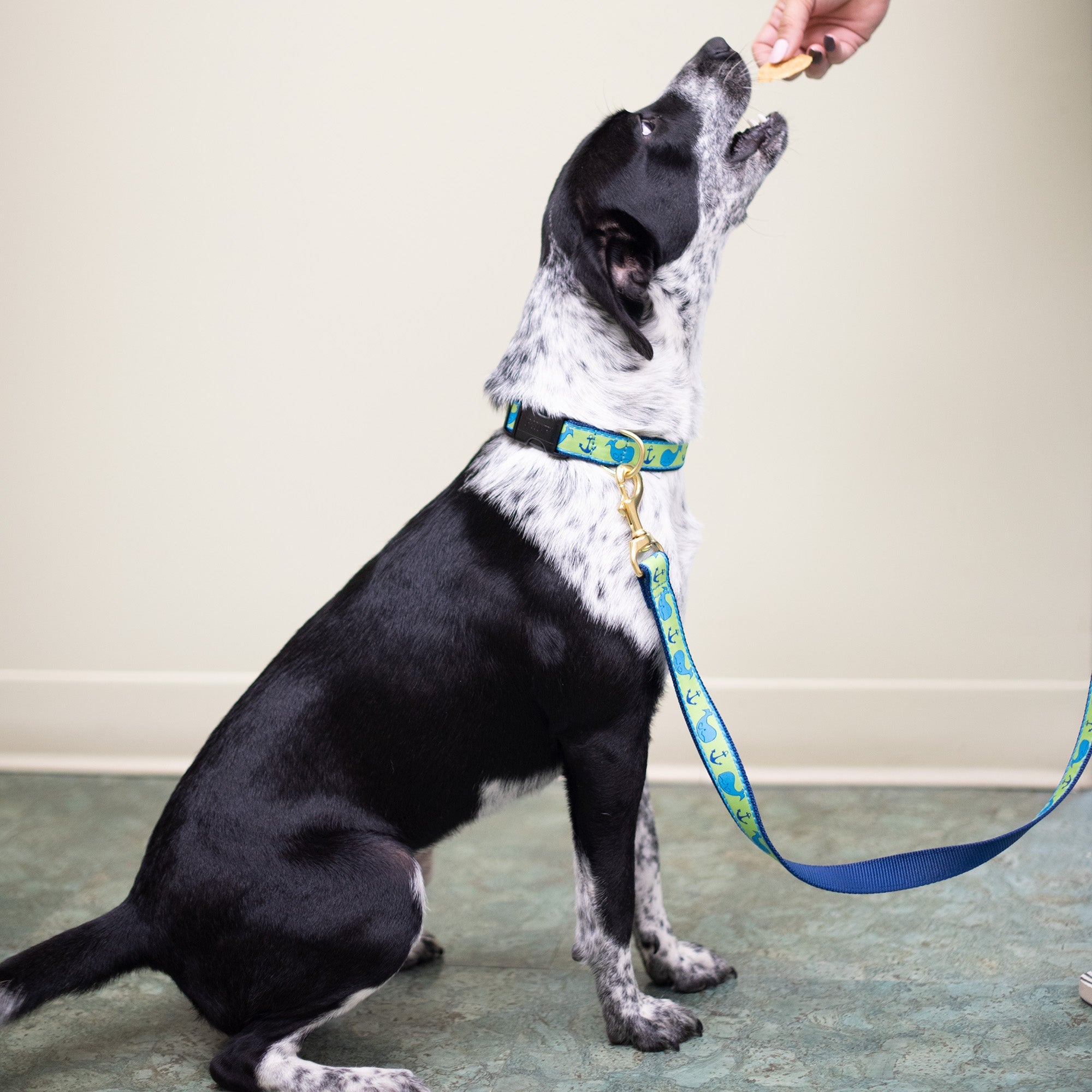 Up Country Whale Dog Collar and Dog Lead