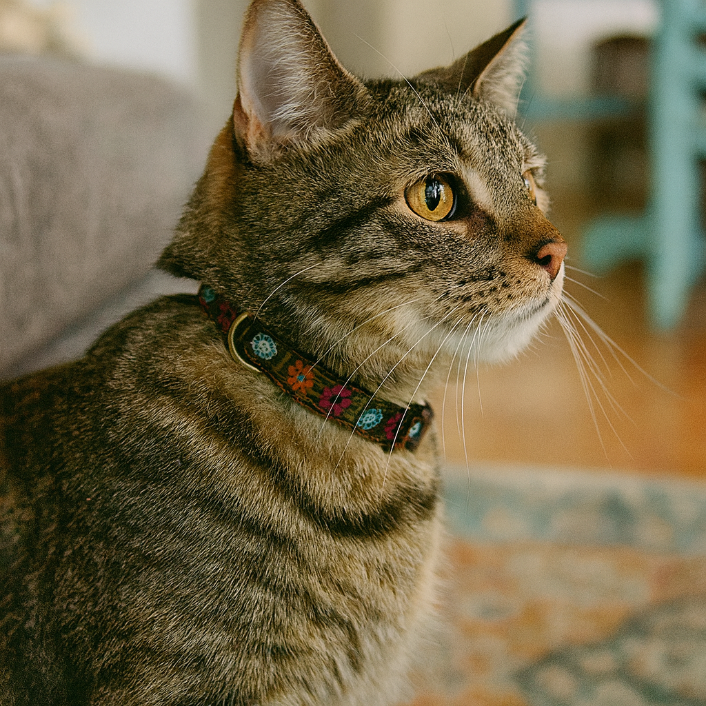 Bella Floral Cat Collar