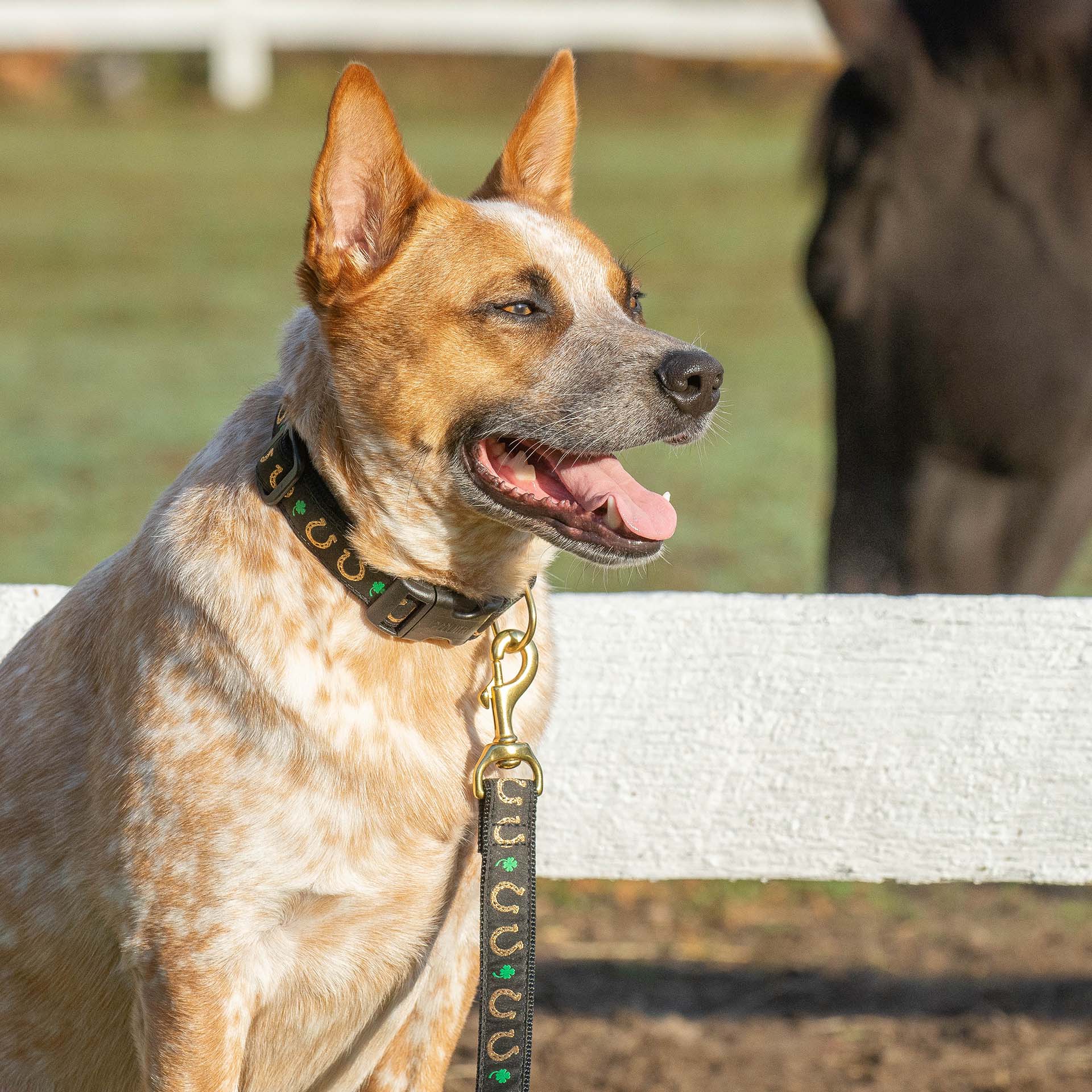 Up Country Horseshoes Dog Collar and Lead on Cattle dog  against a fence. gold horseshoes and green clovers