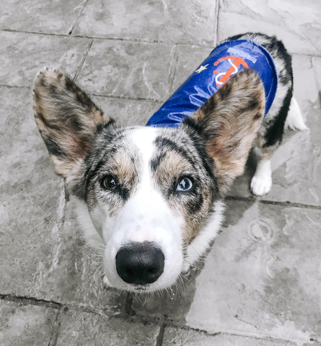 Dog wearing a blue coat with a logo on a stone floor