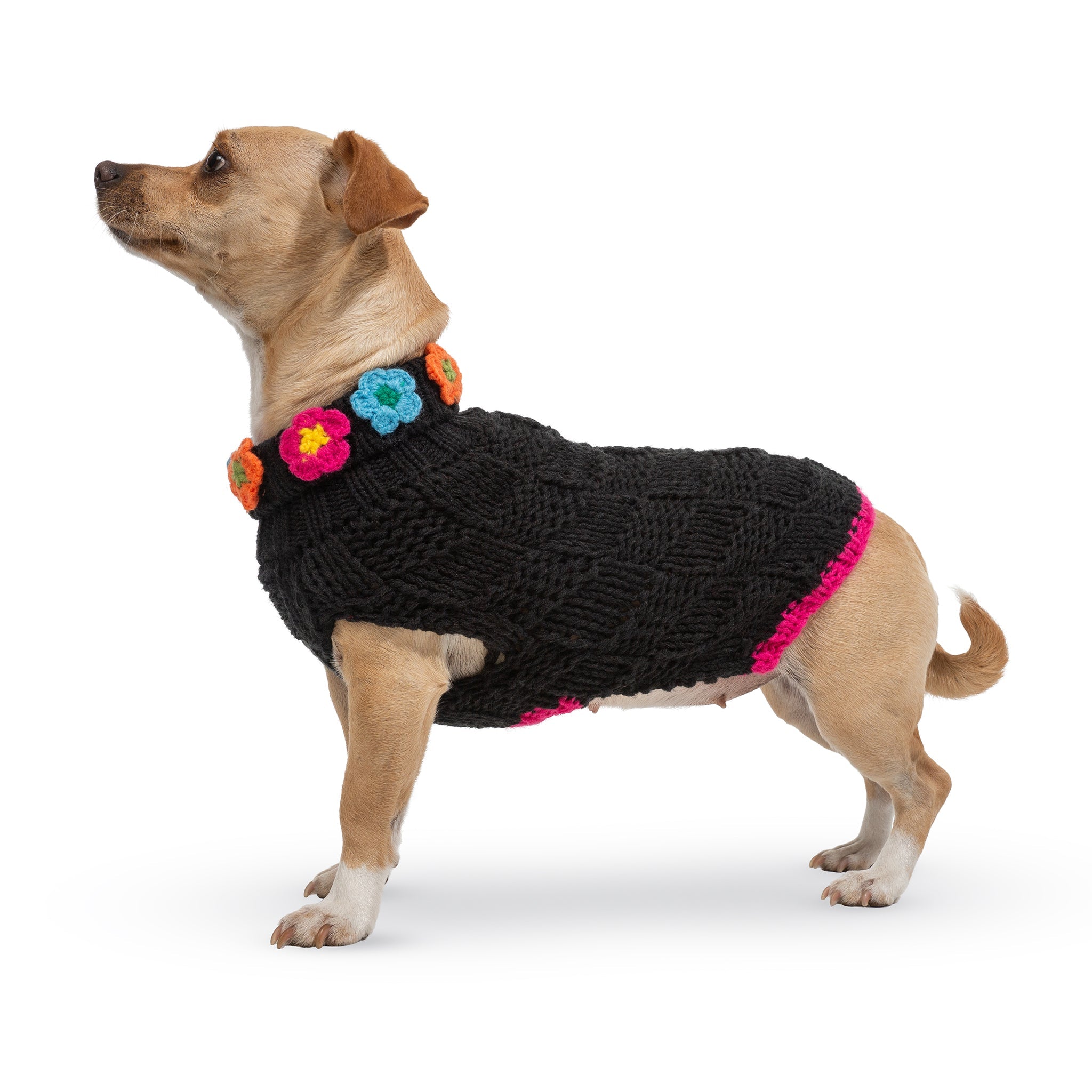 Dog wearing a black knitted sweater with colorful trim on a white background