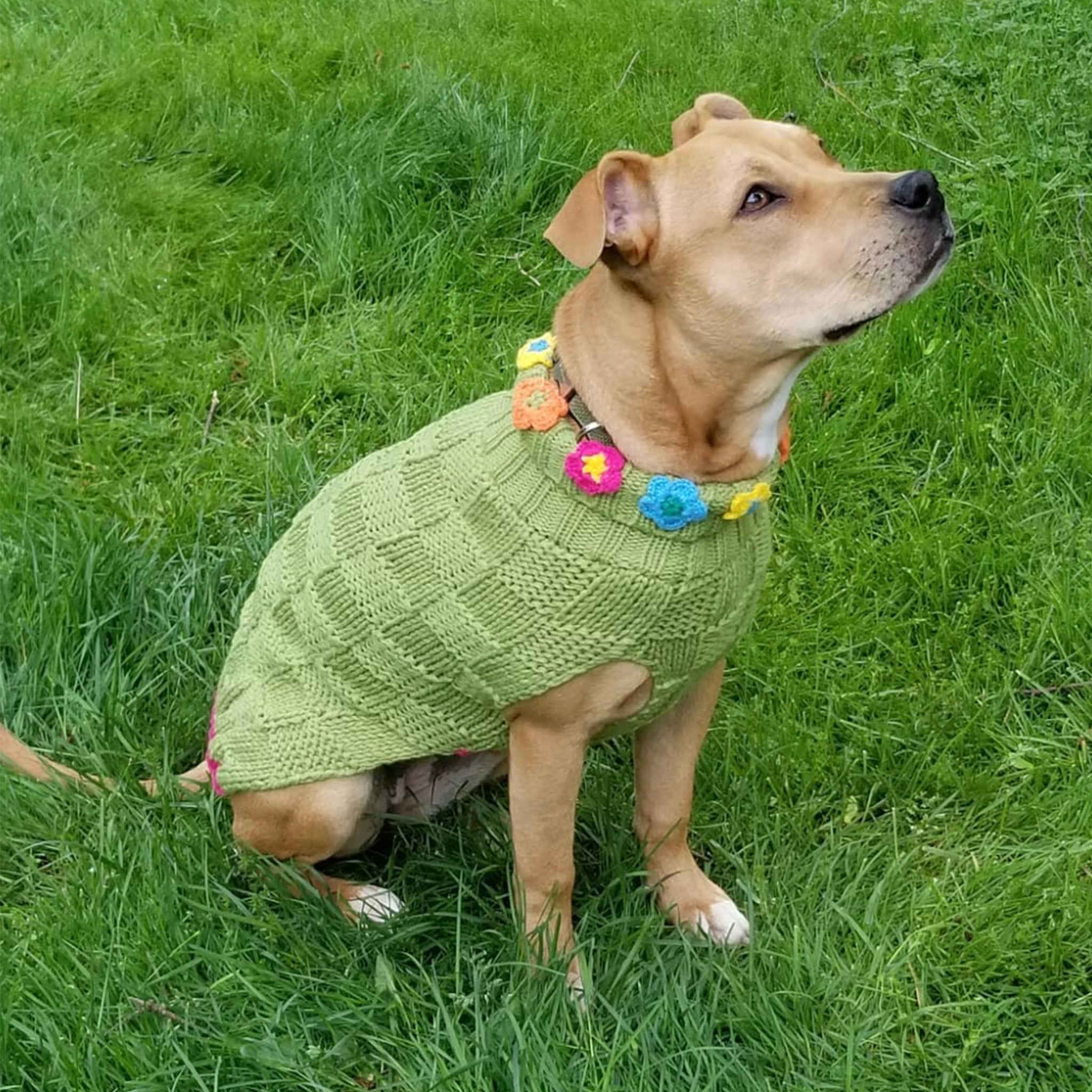 Dog wearing a green knitted sweater with colorful flowers on a grassy background