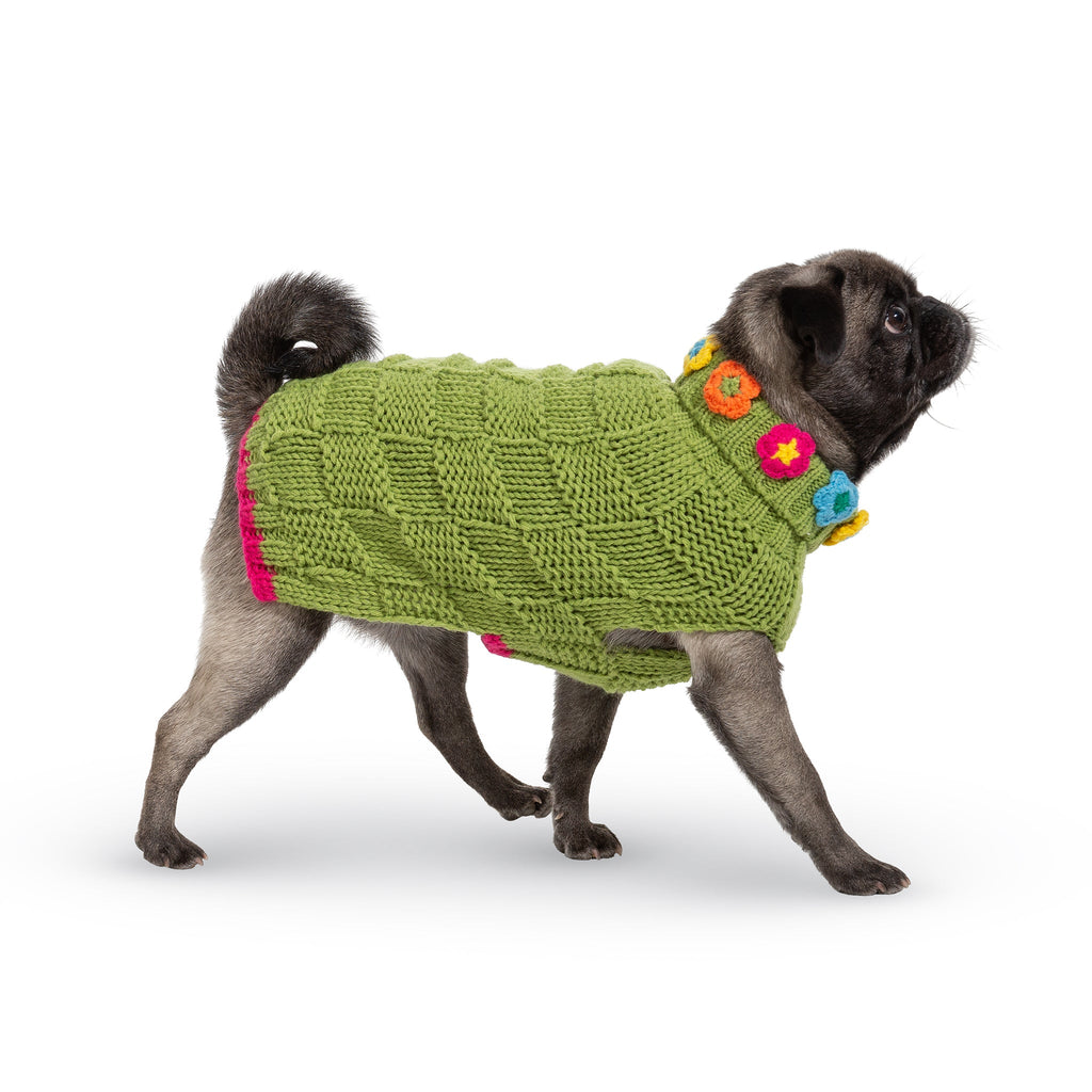 Dog wearing a green knitted sweater with colorful flowers on a white background