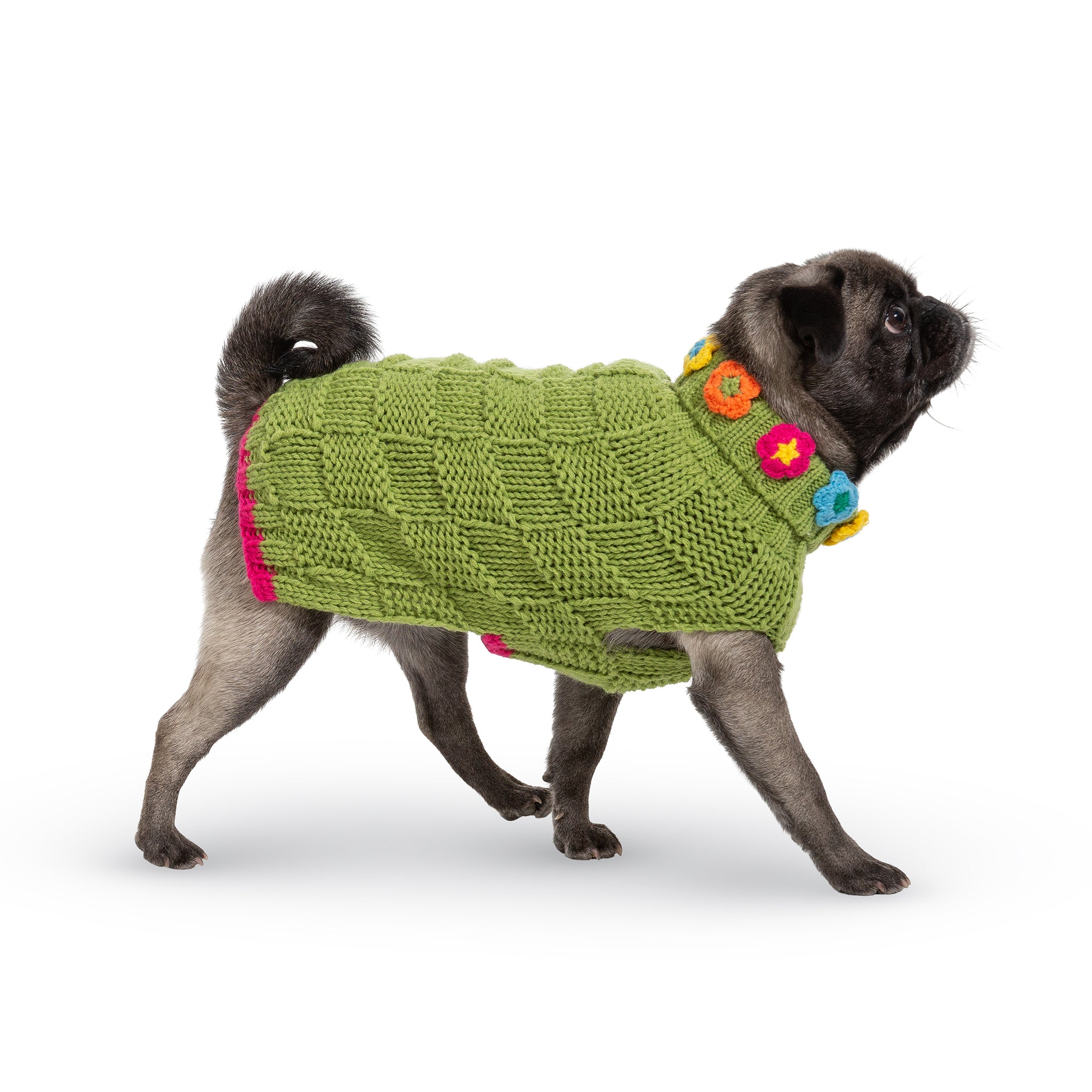 Dog wearing a green knitted sweater with colorful flowers on a white background