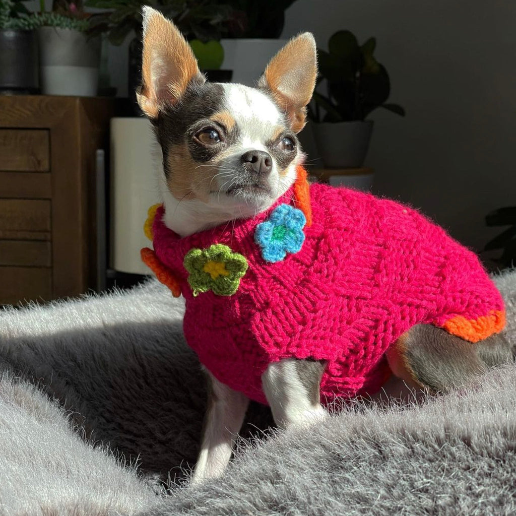 Small dog wearing a pink knitted sweater with colorful flowers indoors.