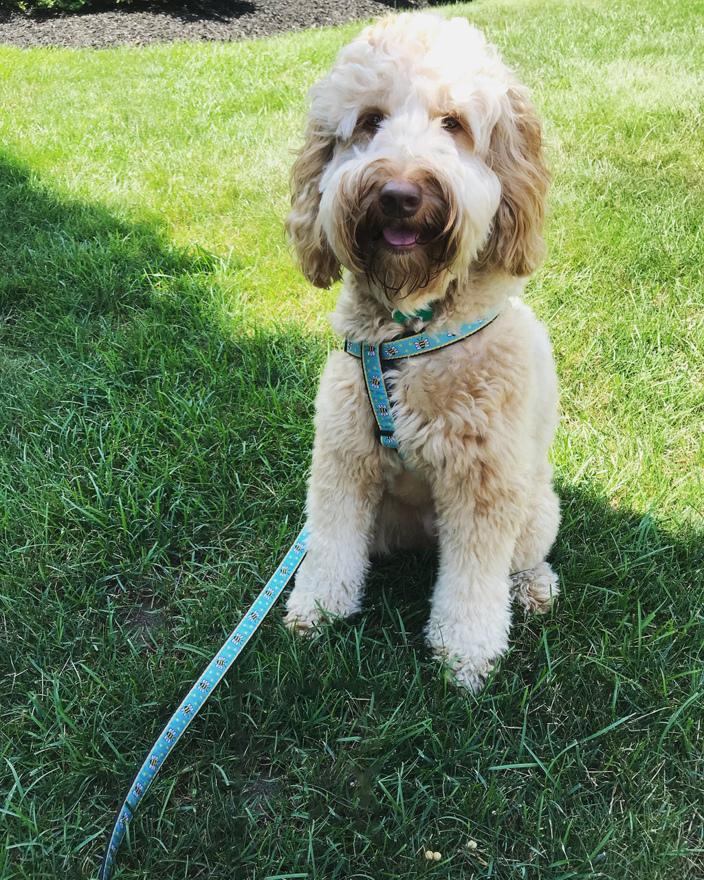 Bee Small Breed Dog Harness