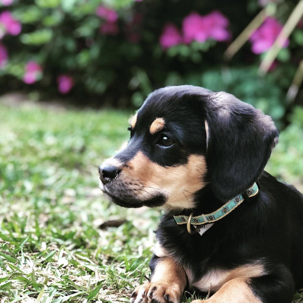 Bee Small Breed Dog Collar