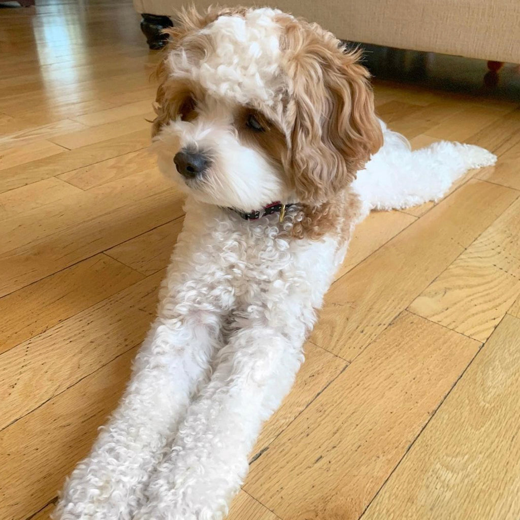 Black and White Dot Small Breed Dog Collar