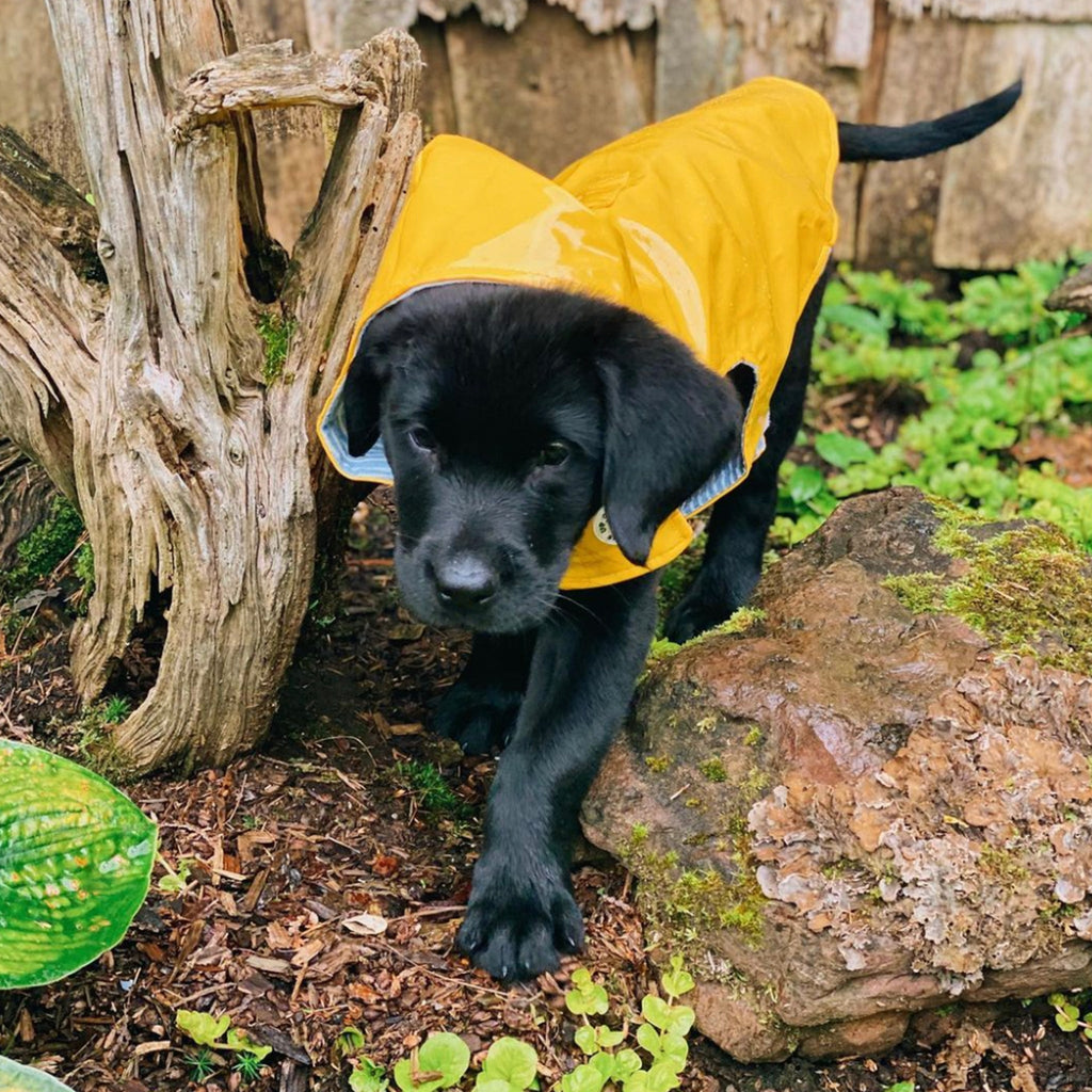 Black puppy wearing a yellow raincoat in a garden setting