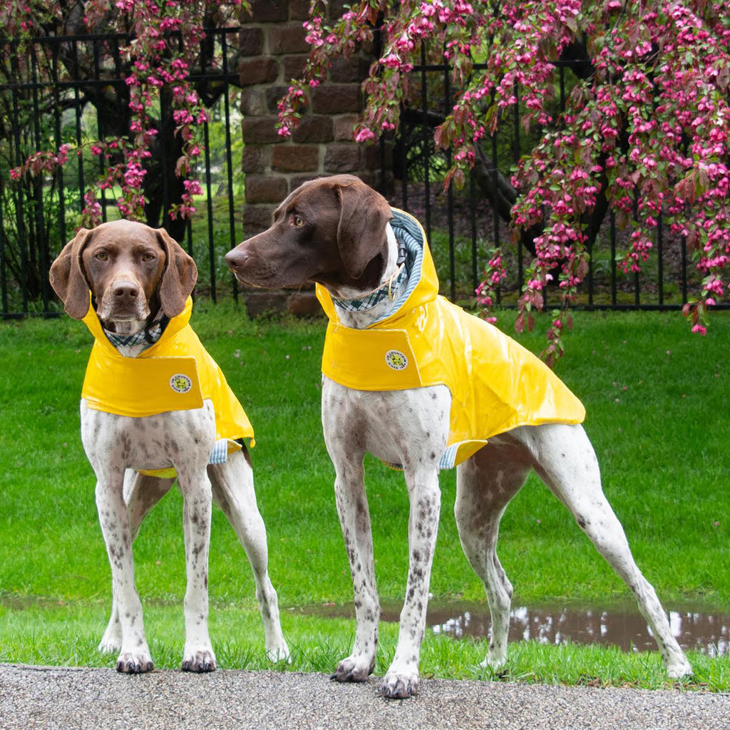 Two dogs wearing yellow raincoats standing on a wet pavement with pink flowering trees in the background.