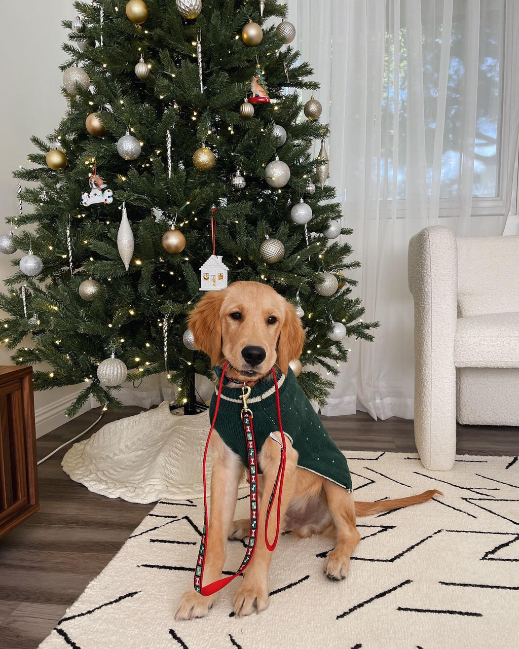 Dog in a green sweater standing in front of a decorated Christmas tree in a living room. holiday