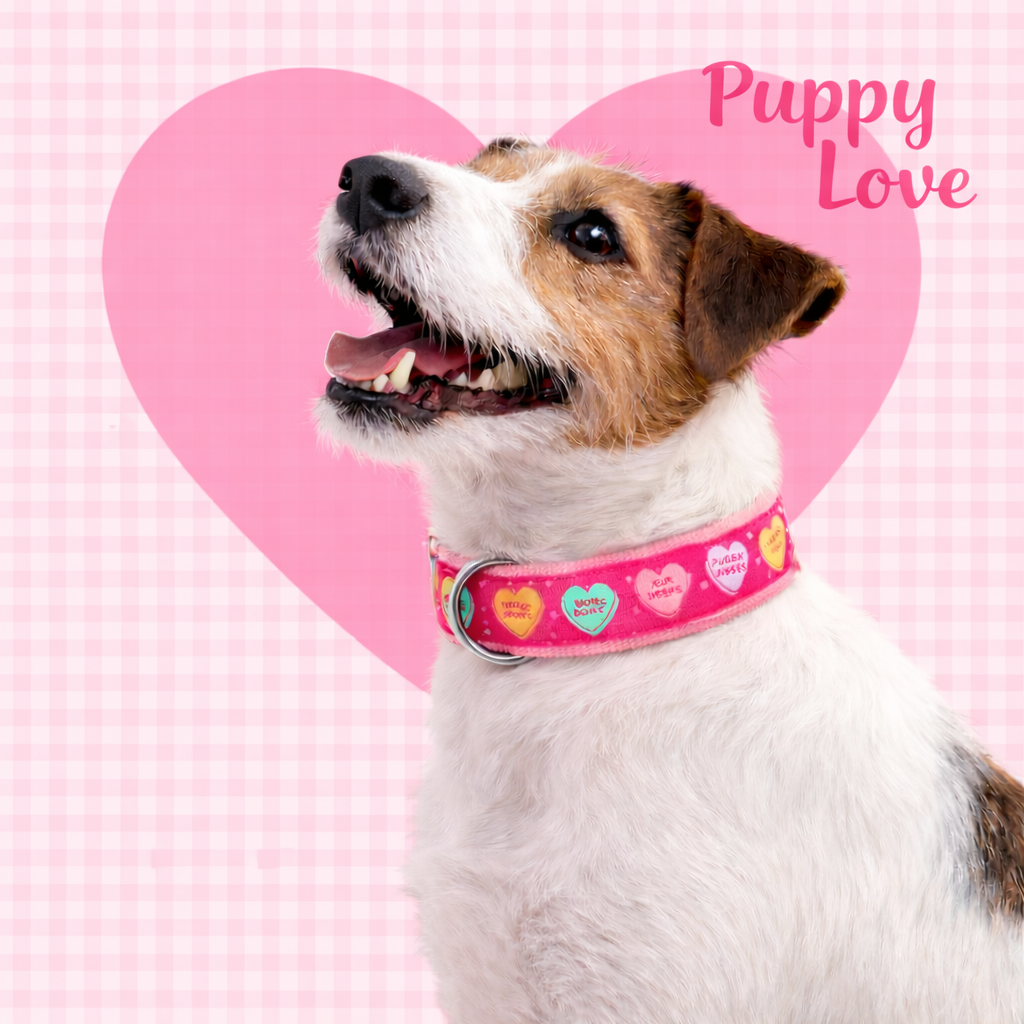 Puppy Love Collar
