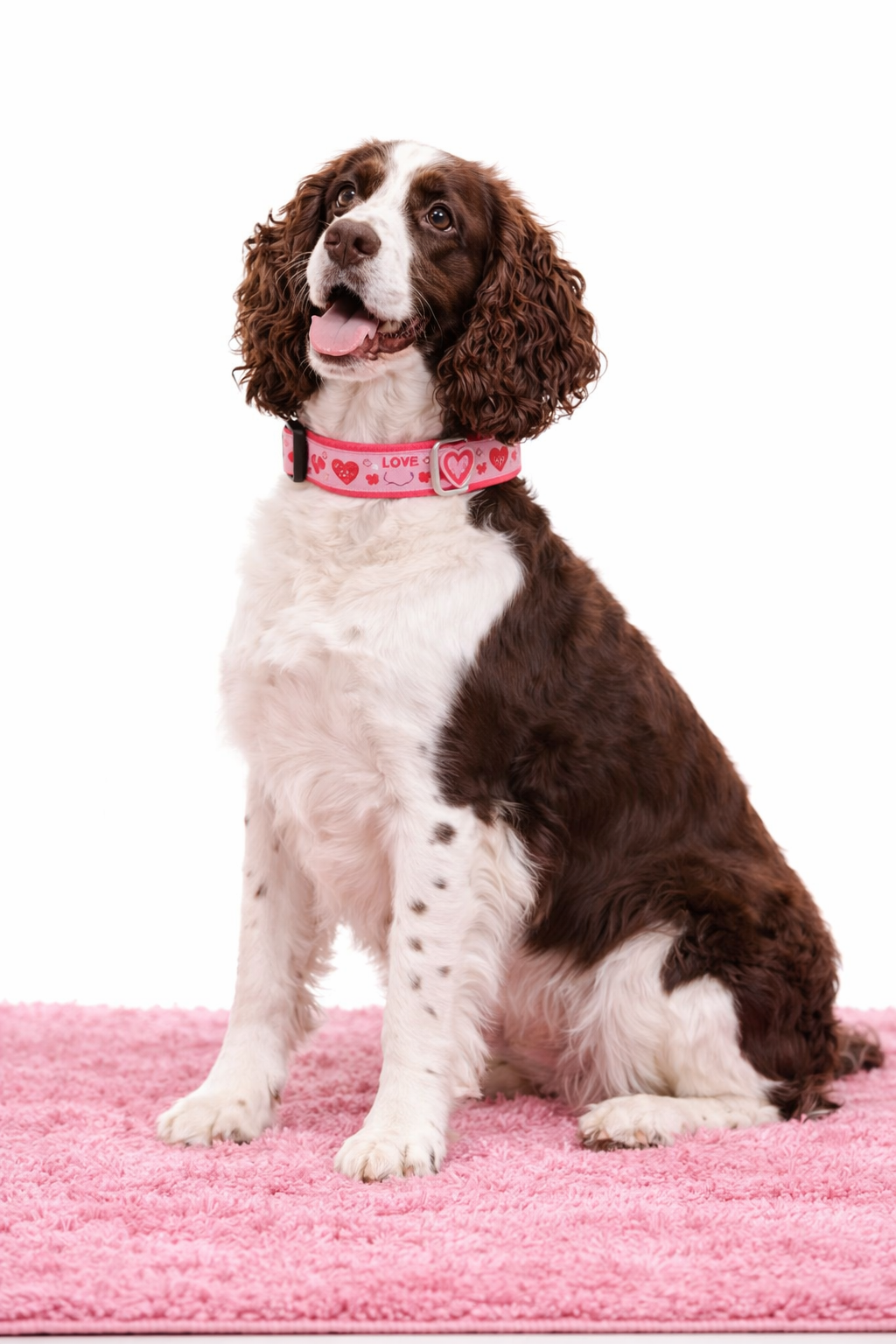 Love and Kisses Dog Collar