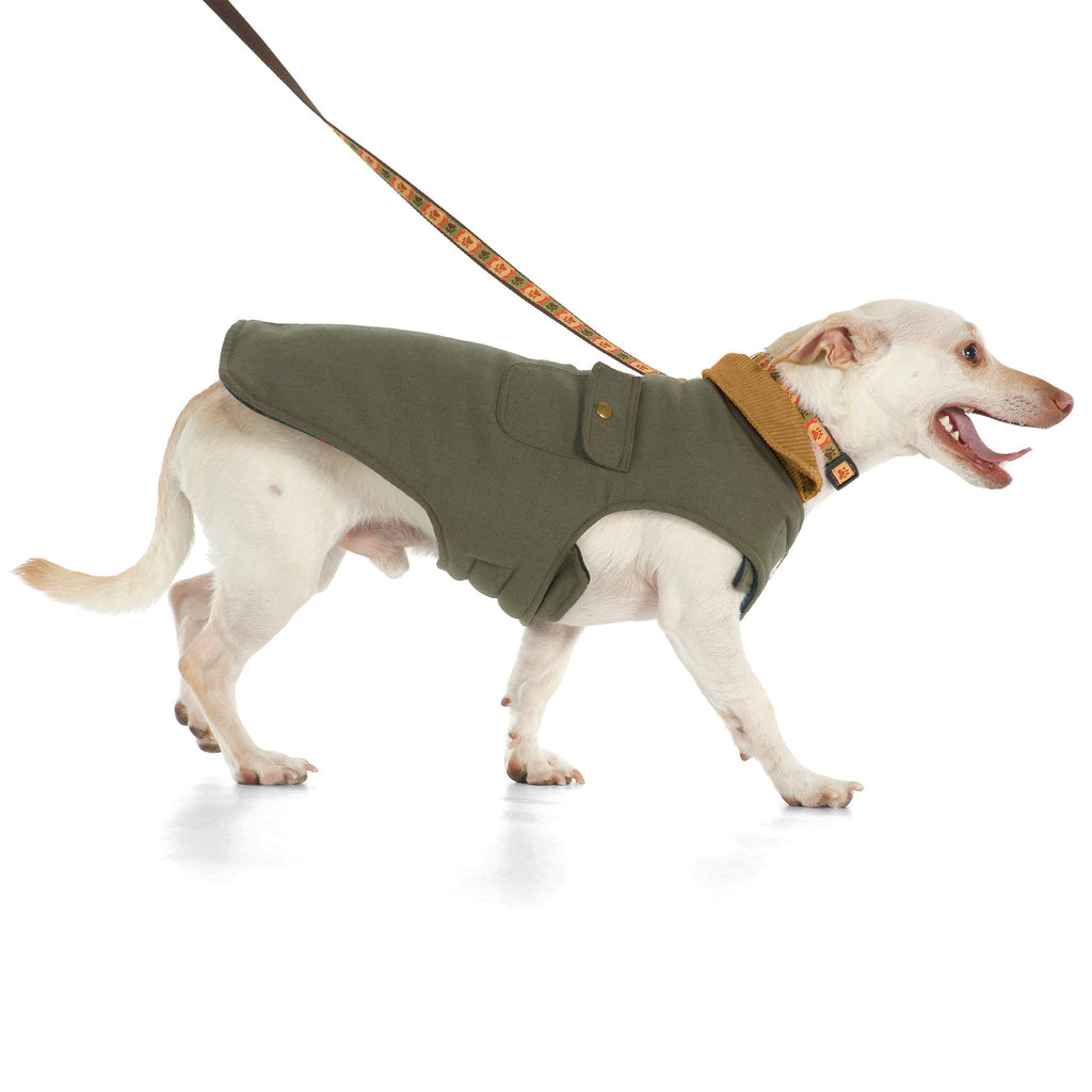 Dog wearing a green jacket on a white background