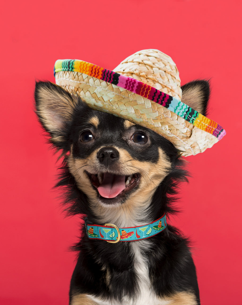 Cinco de Mayo Small Breed Dog Collar