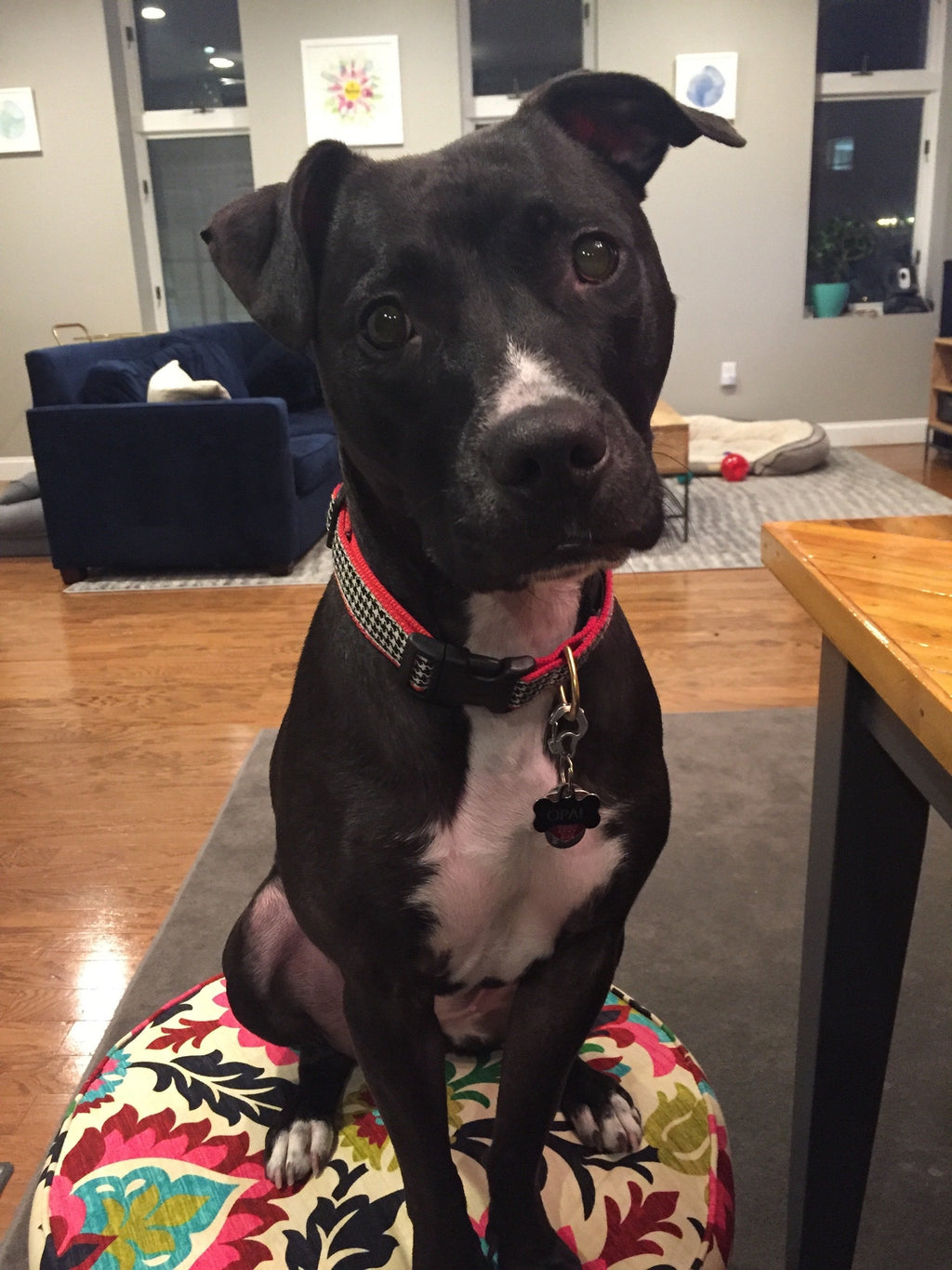 Classic Black Houndstooth Dog Collar