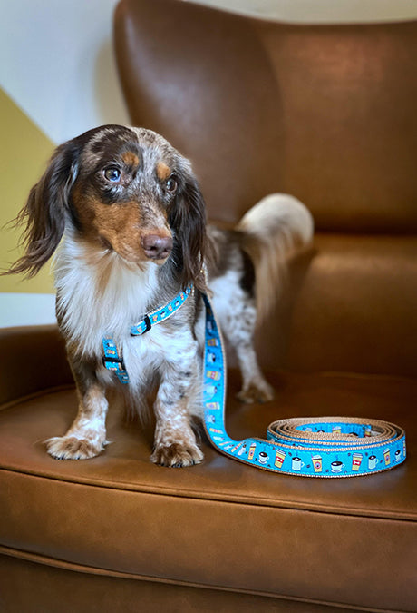 Coffee Nut Small Breed Dog Harness