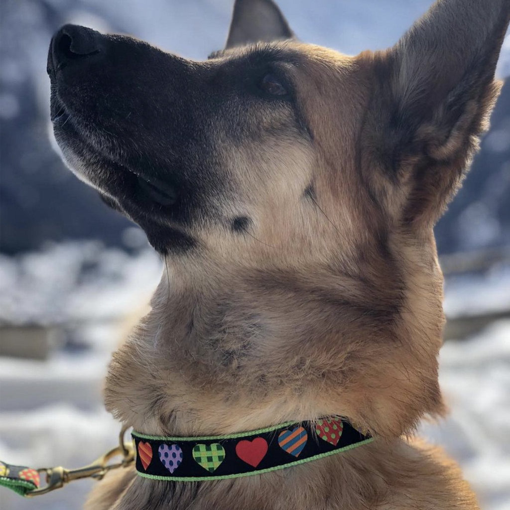 Colorful Hearts Dog Collar