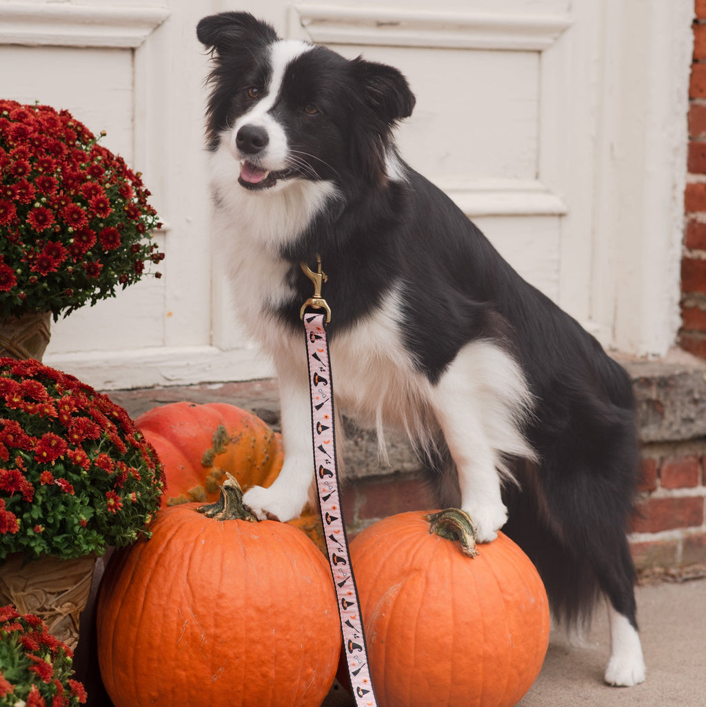 Witchy Dog Lead