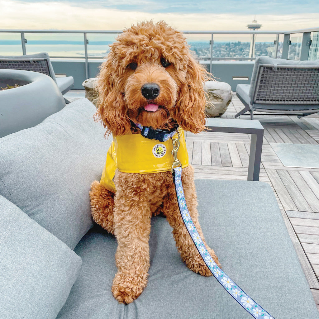 Dog wearing a yellow life jacket on a rooftop deck with ocean view
