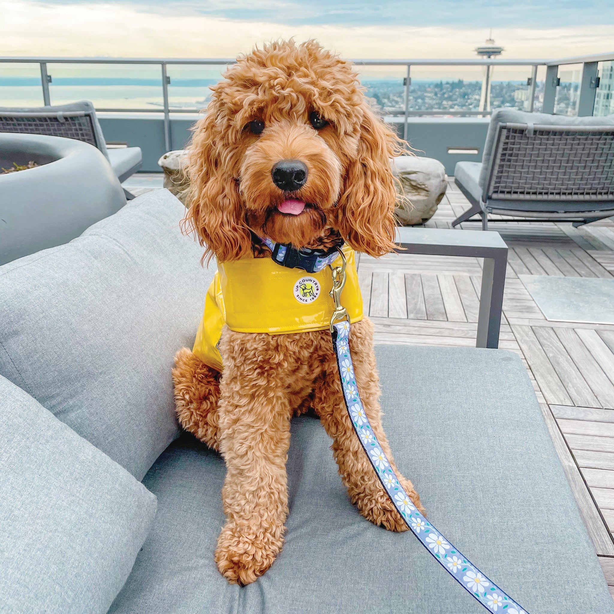 Dog wearing a yellow life jacket on a rooftop deck with ocean view