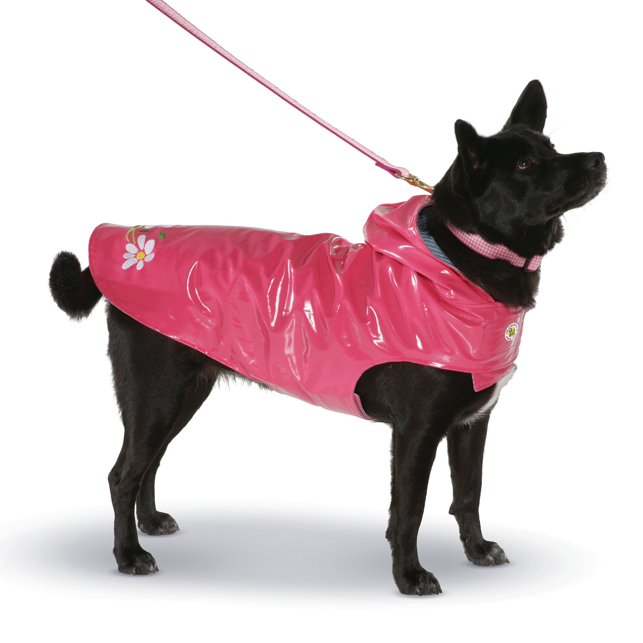 Black dog wearing a pink raincoat with floral designs on a white background