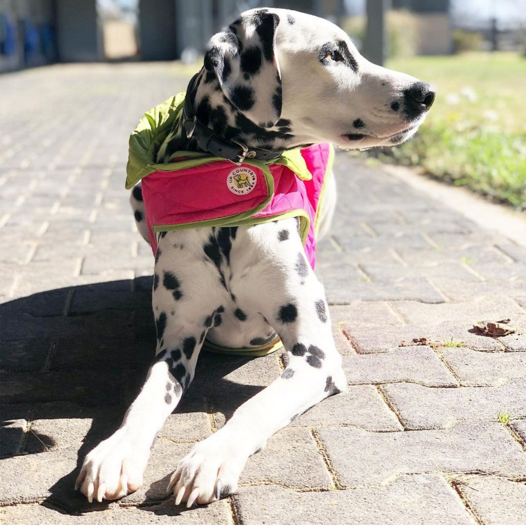 Dalmatian dog wearing a colorful jacket on a paved walkway.