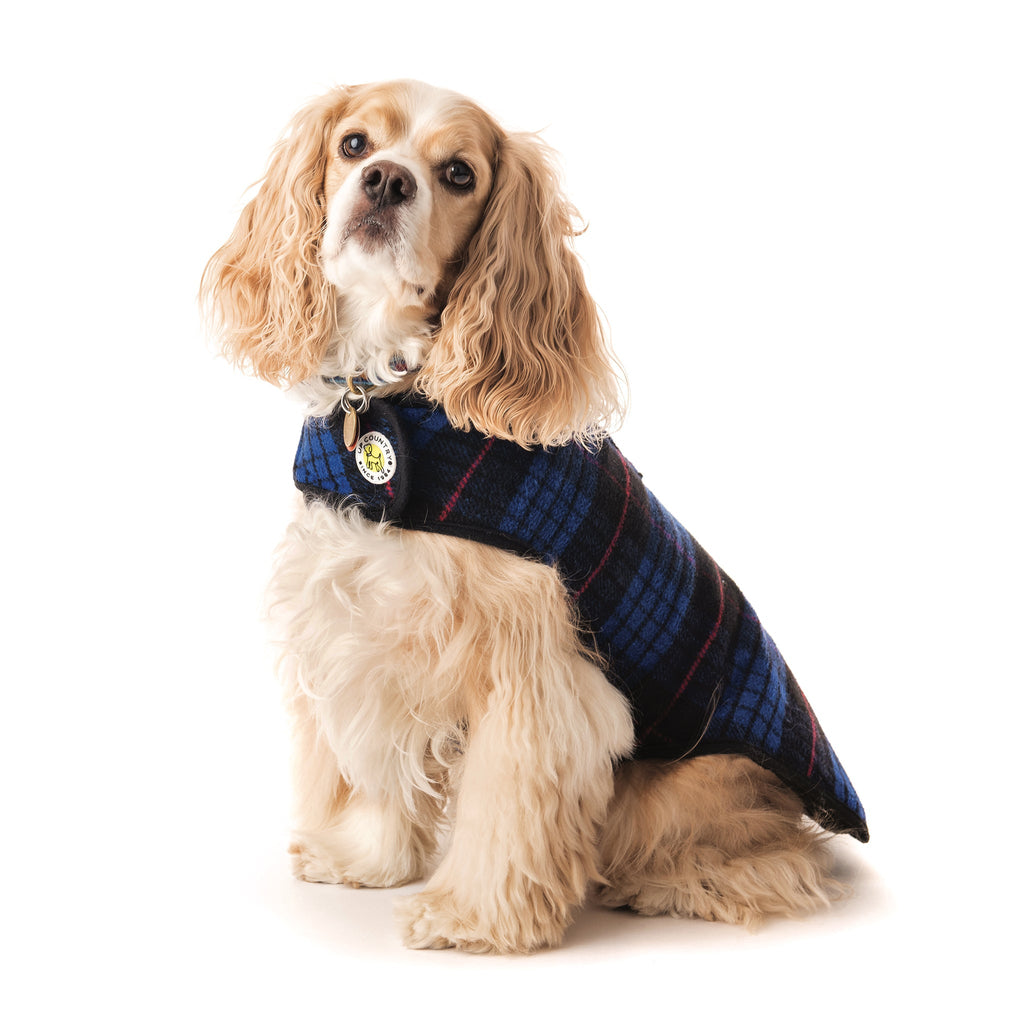 Dog wearing a blue plaid coat on a white background