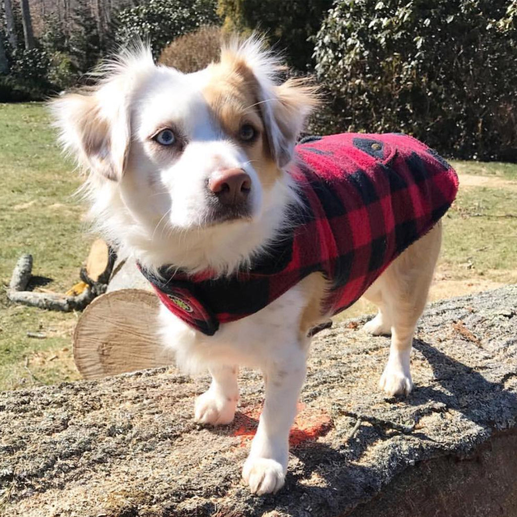 Dog wearing a red and black checkered coat standing on a stone surface outdoors.