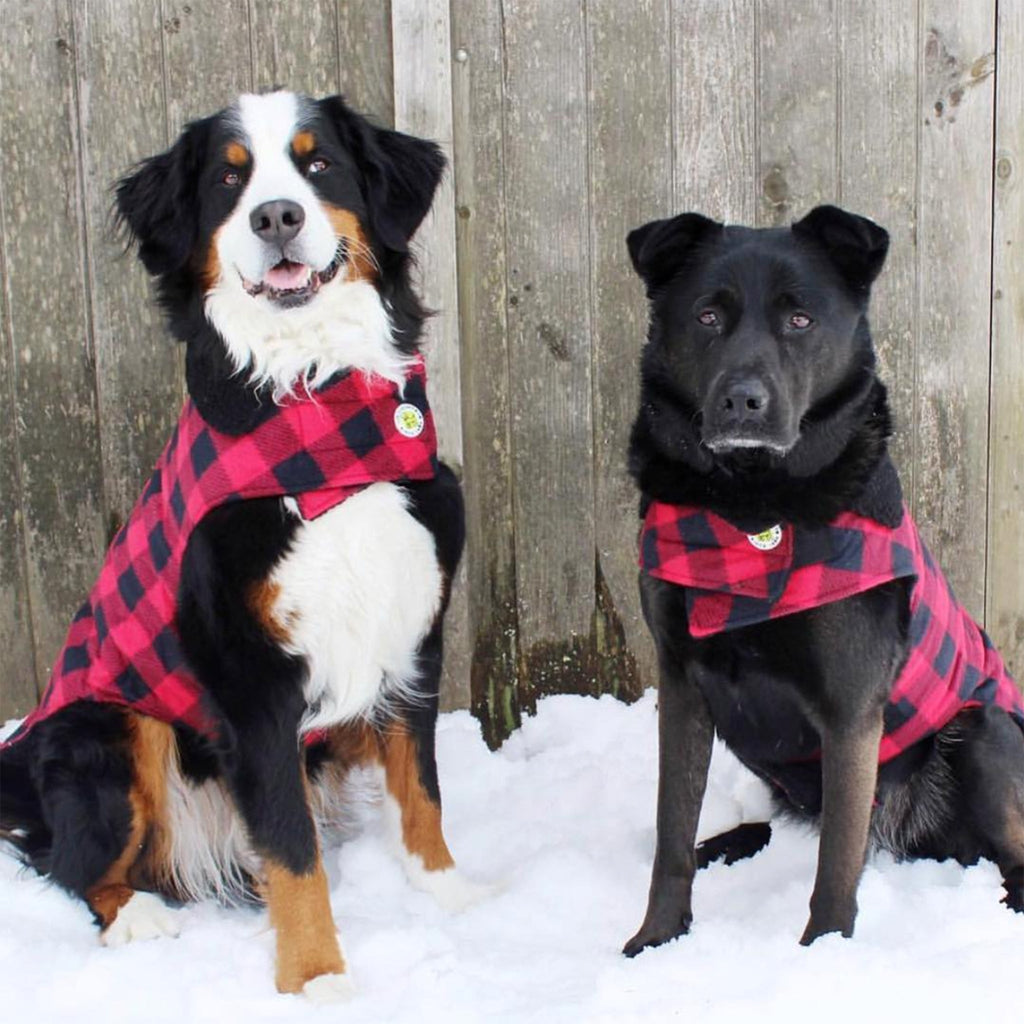 Two dogs wearing red and black checkered coats standing in the snow against a wooden fence.