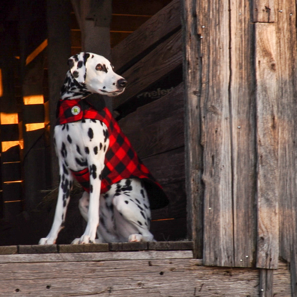Dalmatian dog wearing a red checkered coat sitting on wooden steps.