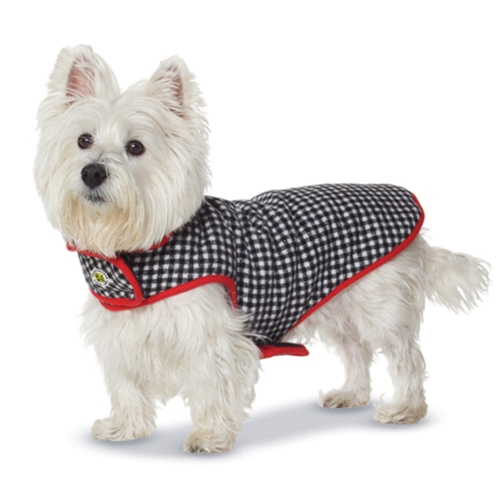 Small white dog wearing a black and red checkered coat on a white background