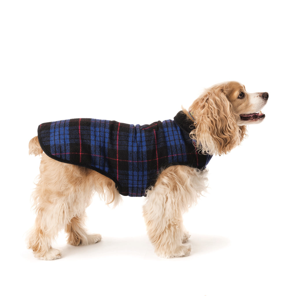 Dog wearing a blue plaid coat on a white background