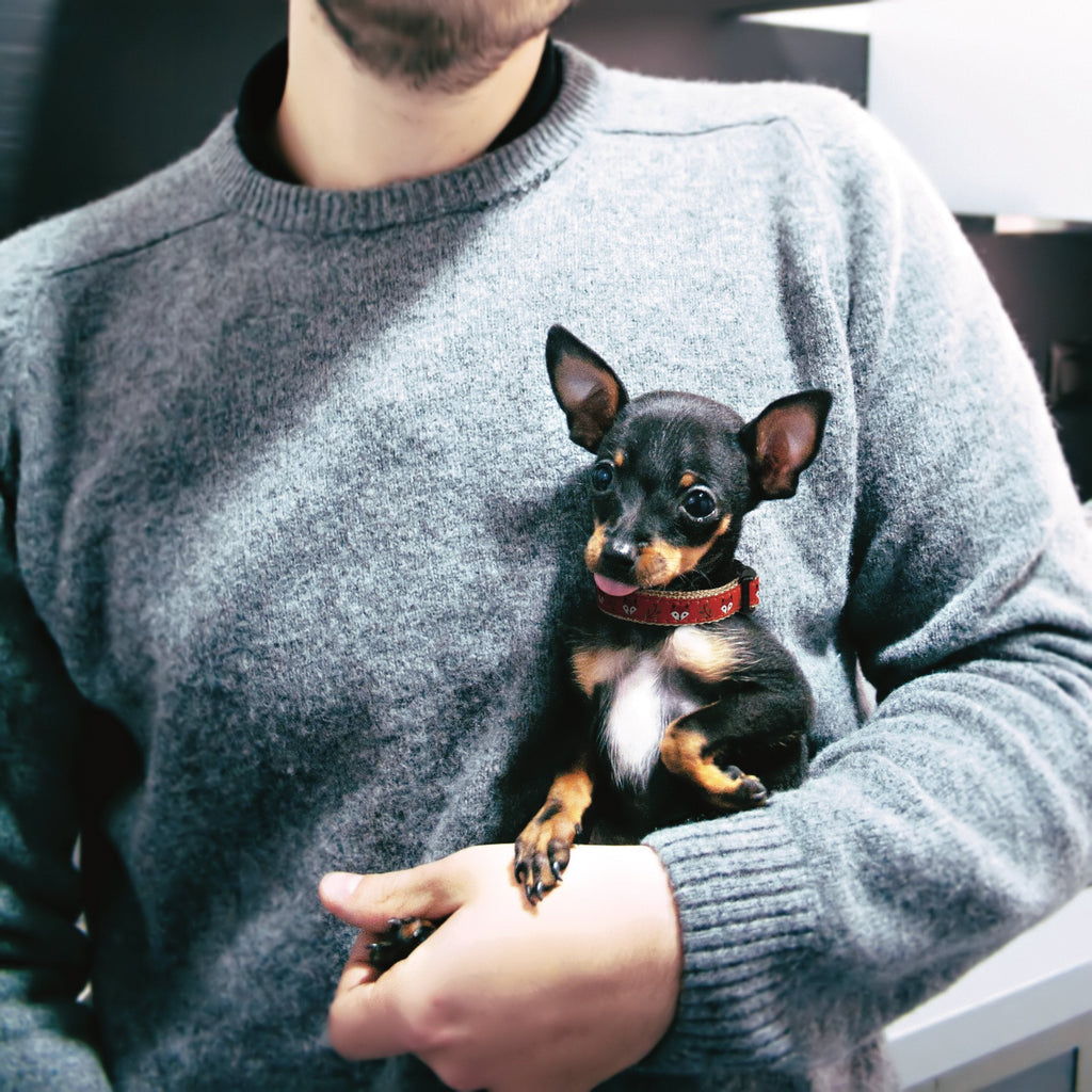 Foxy Small Breed Dog Collar