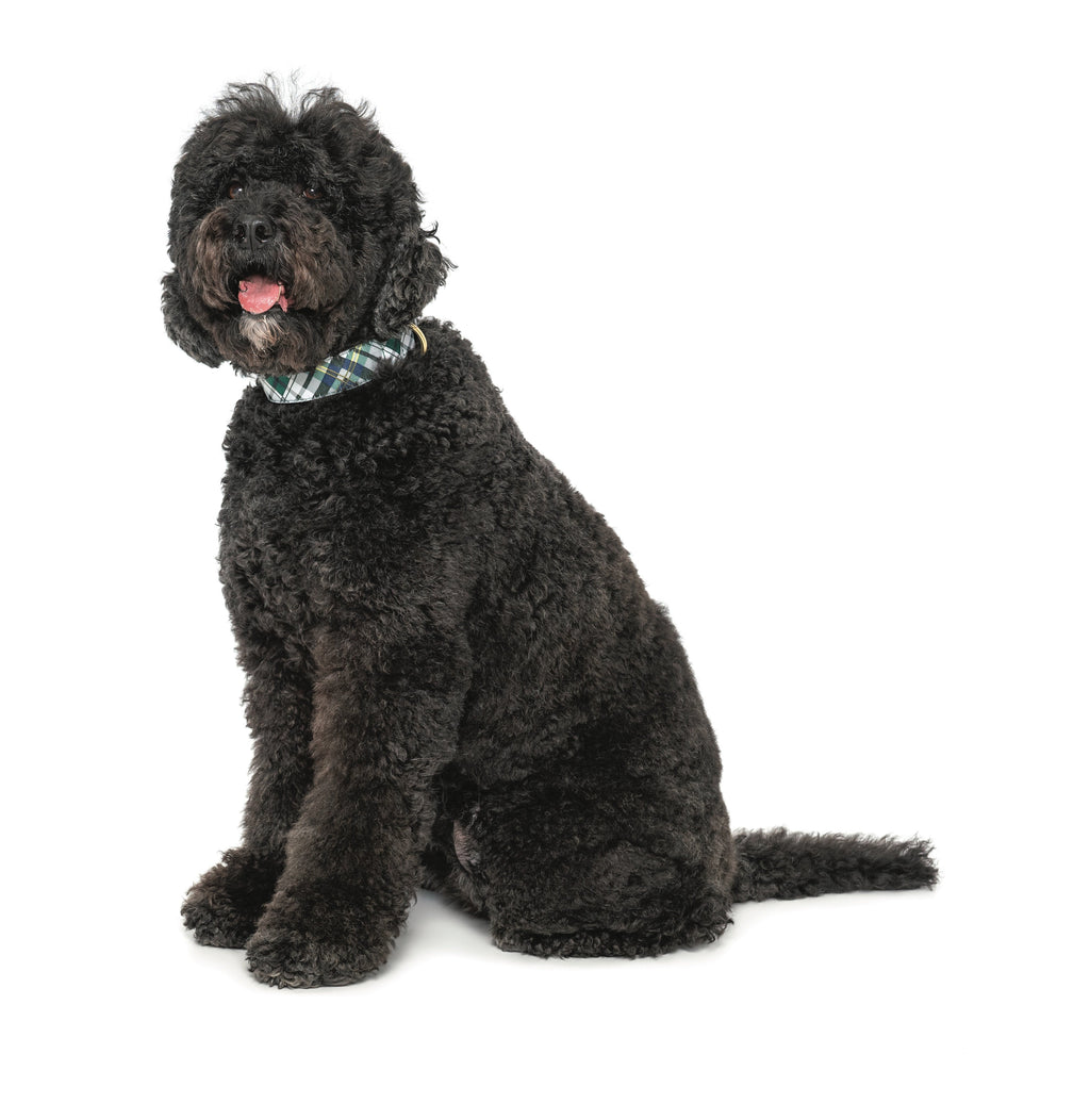 Gordon Plaid Extra Wide Dog Collar 1.5"