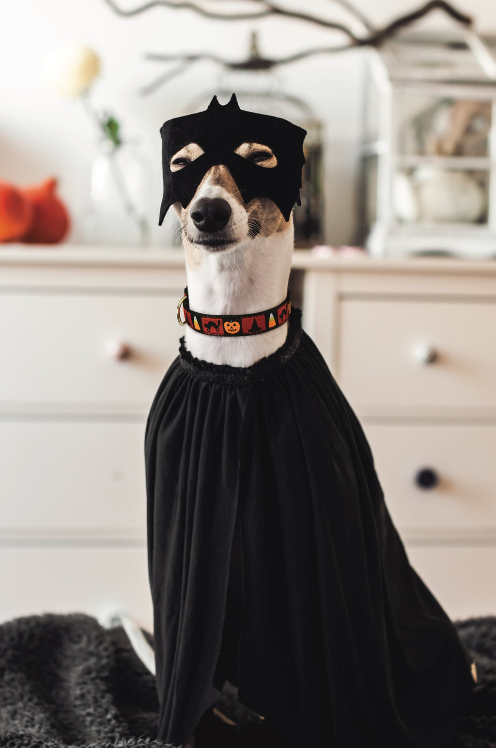 Halloween Dog Collar