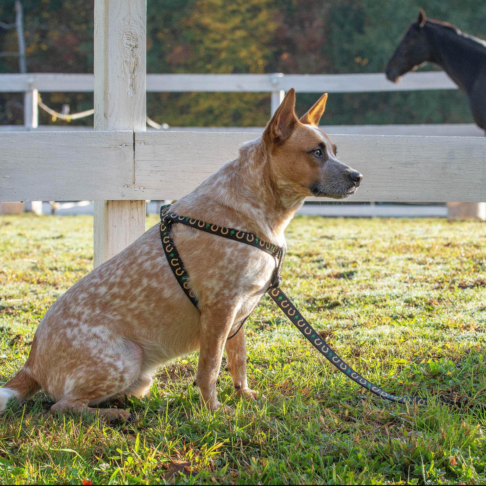 Up Country ribbon Horseshoes Dog Harness and Lead on a cattle dog in a field with a horse 