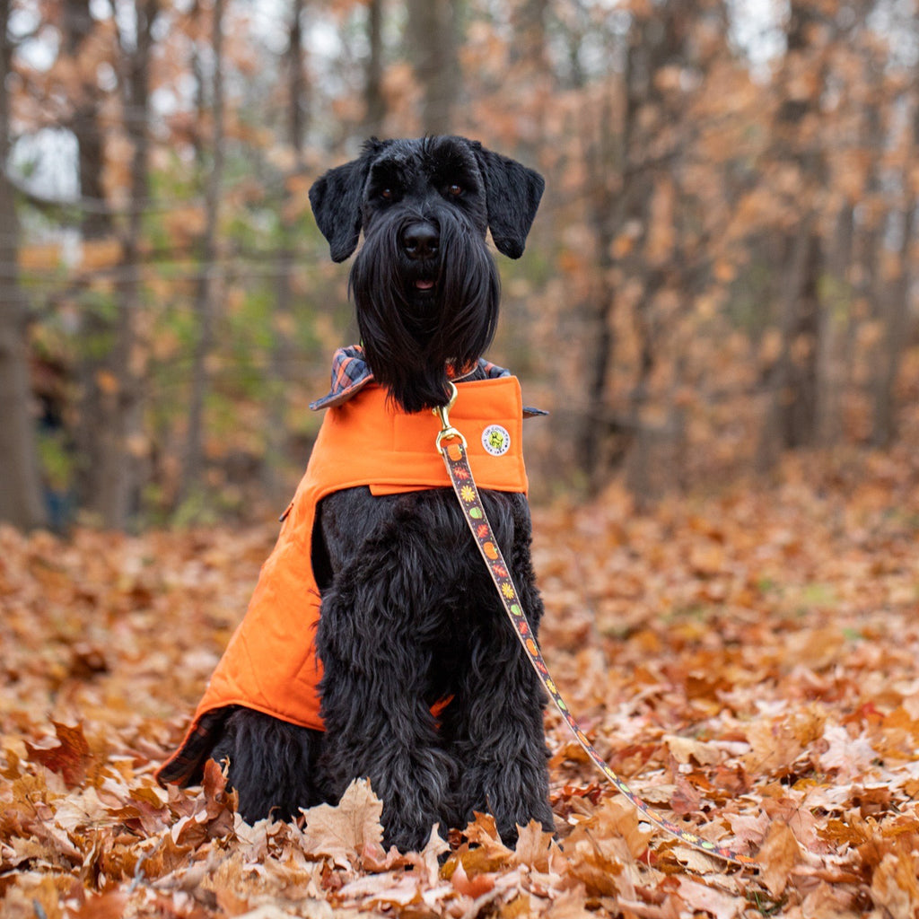 Black dog wearing an orange vest in a forest with autumn leaves